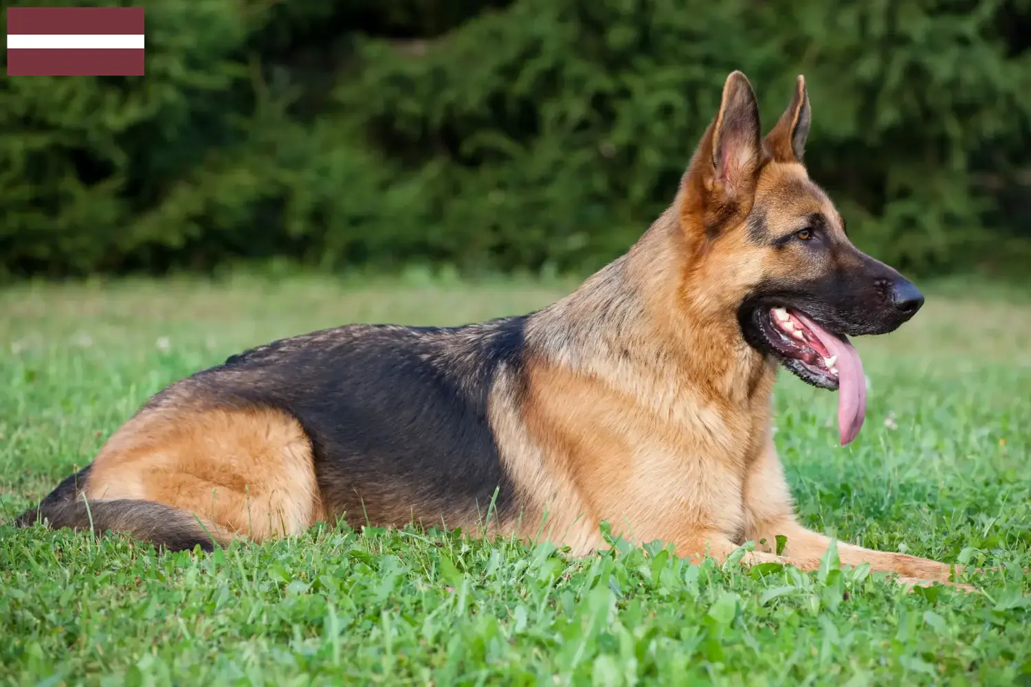 Deutscher Schäferhund Welpen und Züchter Lettland Hier findest Du Deutschen Schäferhunden Züchter in Lettland.