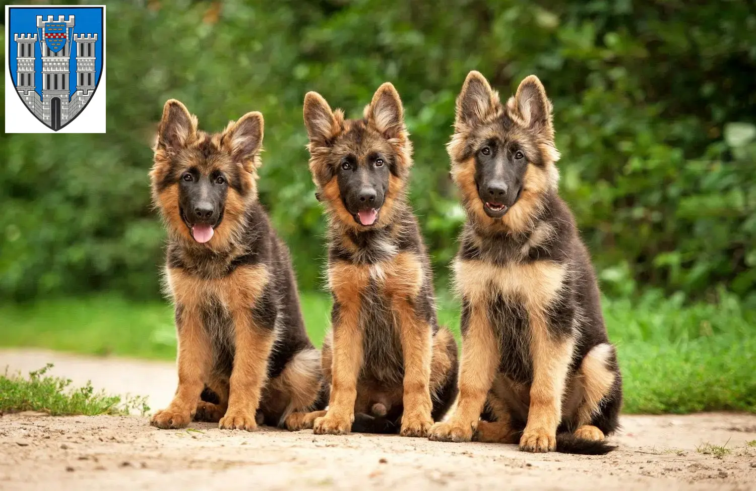 Deutscher Schäferhund Welpen und Züchter Limburg an der Lahn Hier findest Du Deutschen Schäferhunden Züchter in Limburg an der Lahn.