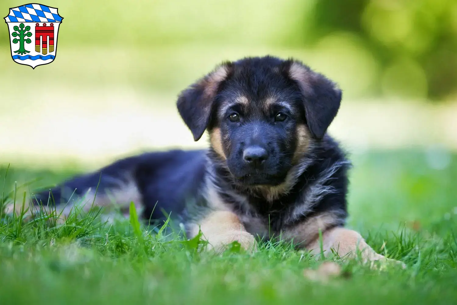 Deutscher Schäferhund Welpen und Züchter Lindau Hier findest Du Deutschen Schäferhunden Züchter in Lindau.
