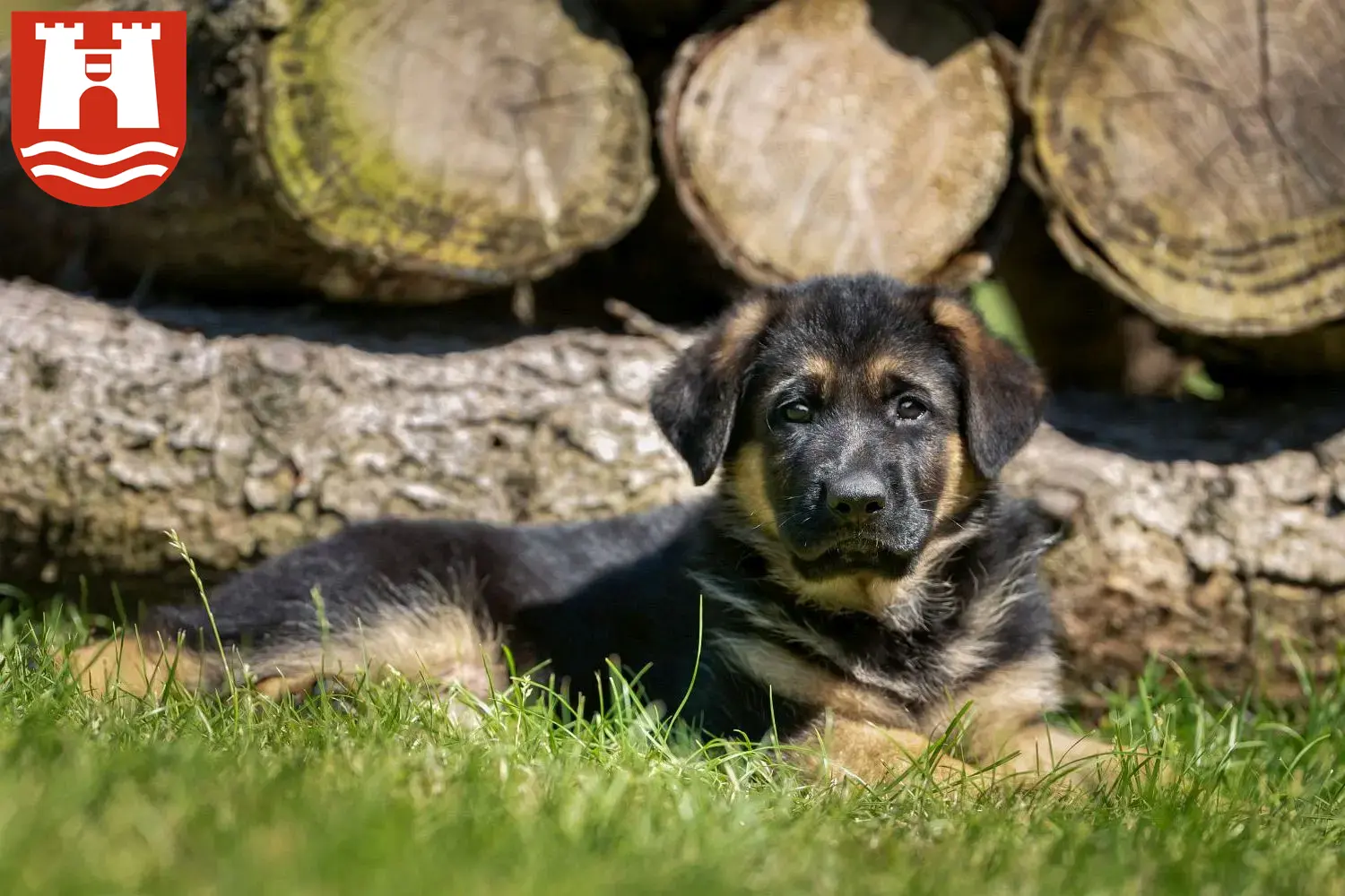 Deutscher Schäferhund Welpen und Züchter Linz Hier findest Du Deutschen Schäferhunden Züchter in Linz.