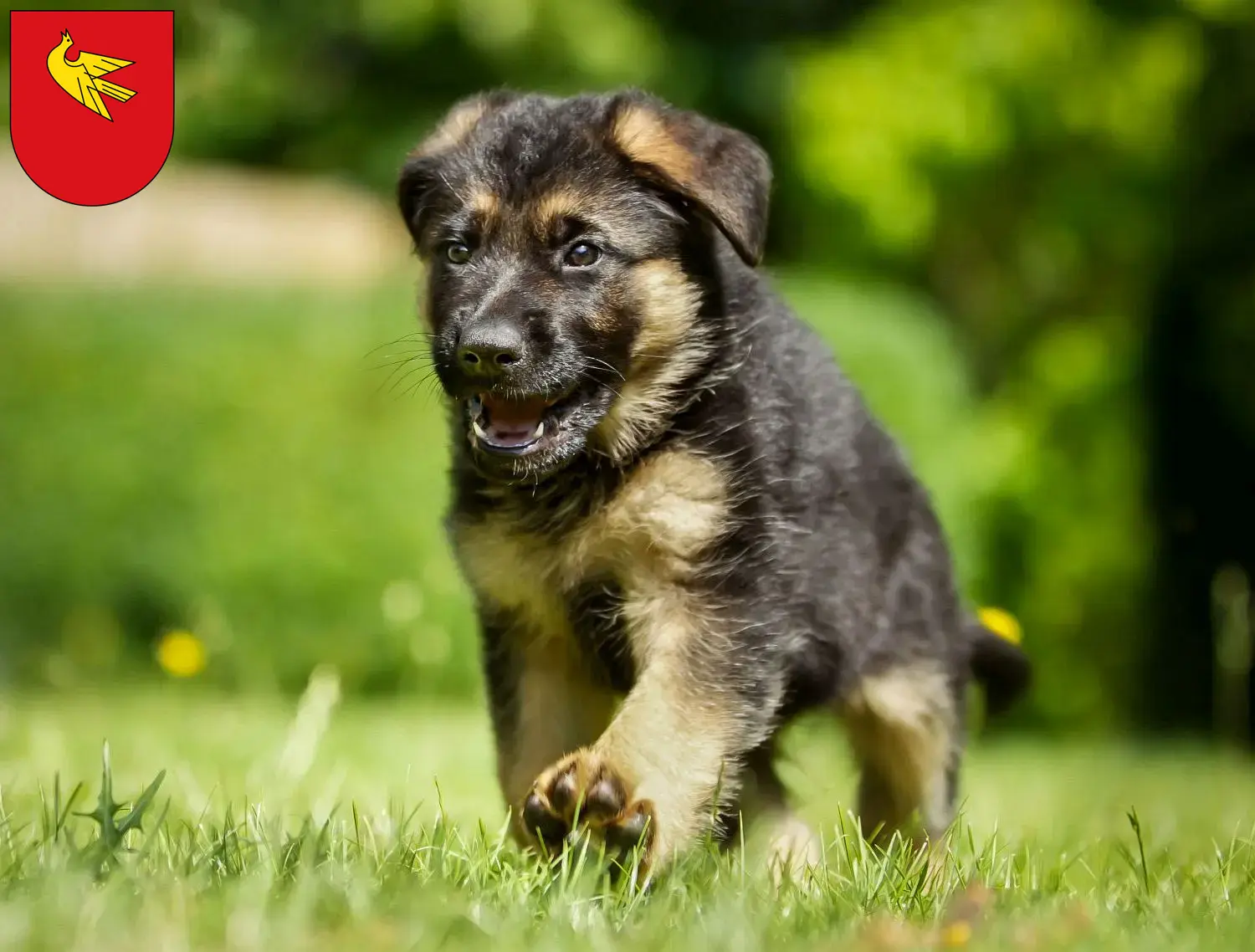 Deutscher Schäferhund Welpen und Züchter Lörrach Hier findest Du Deutschen Schäferhunden Züchter in Lörrach.