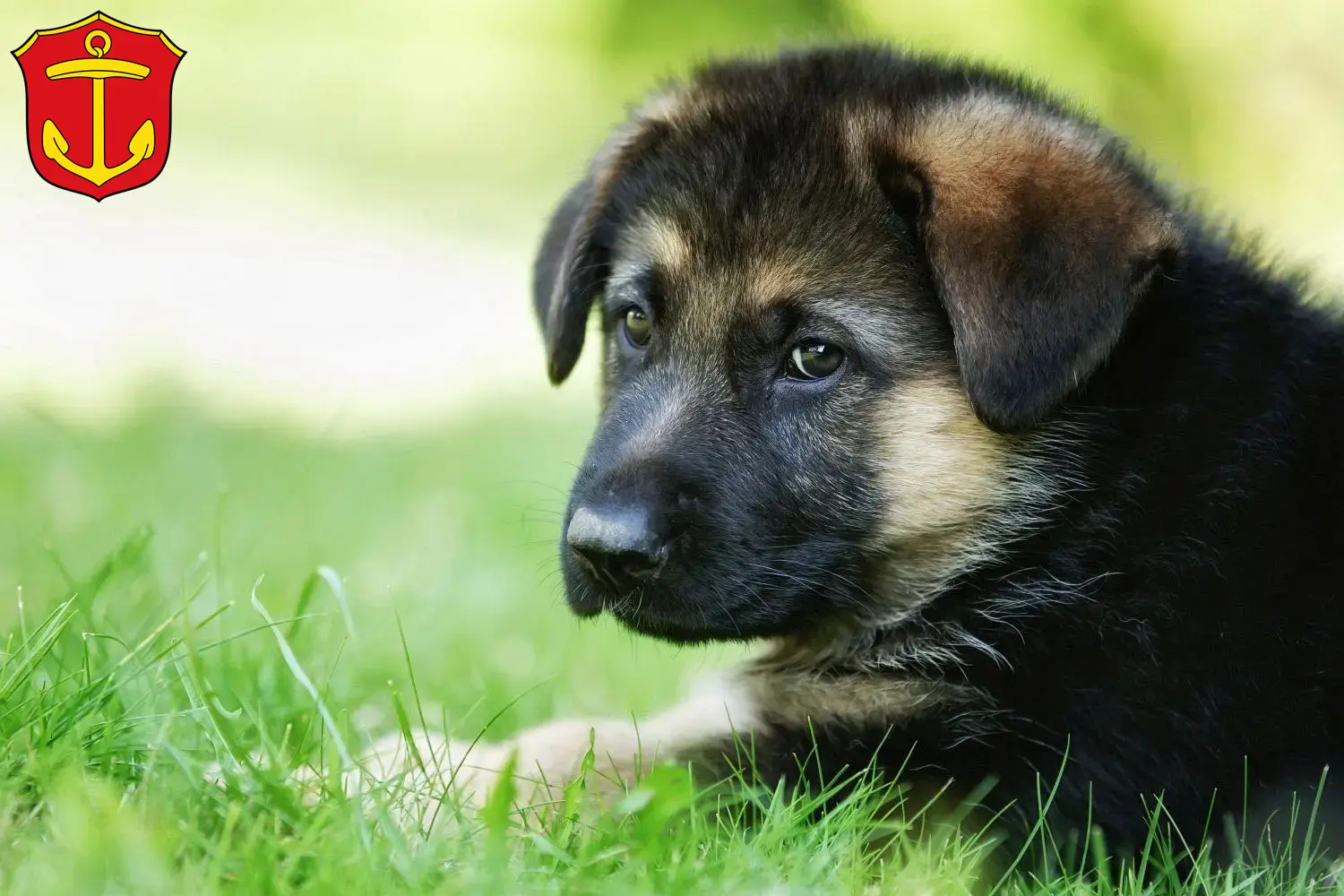 Deutscher Schäferhund Welpen und Züchter Ludwigshafen Hier findest Du Deutschen Schäferhunden Züchter in Ludwigshafen.