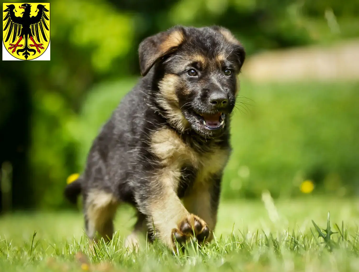 Deutscher Schäferhund Welpen und Züchter Lübben (Spreewald) Hier findest Du Deutschen Schäferhunden Züchter in Lübben (Spreewald).