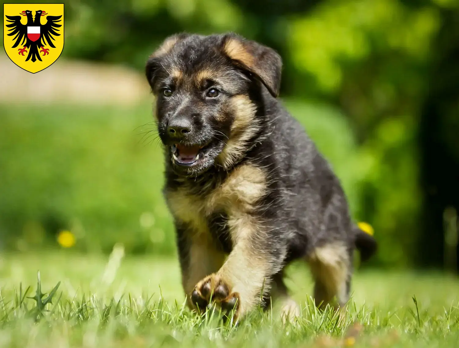 Deutscher Schäferhund Welpen und Züchter Lübeck Hier findest Du Deutschen Schäferhunden Züchter in Lübeck.