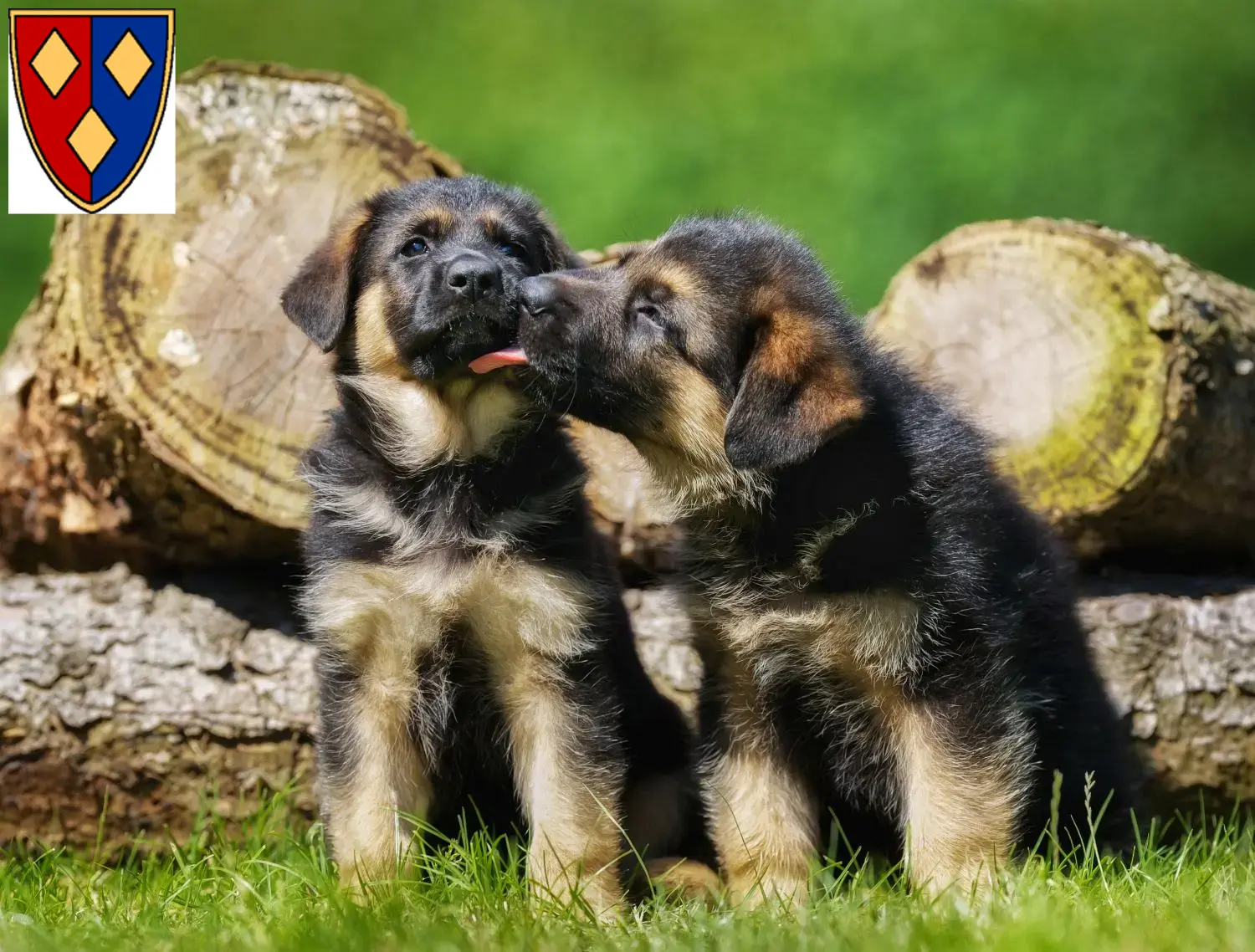 Deutscher Schäferhund Welpen und Züchter Lüchow (Wendland) Hier findest Du Deutschen Schäferhunden Züchter in Lüchow (Wendland).