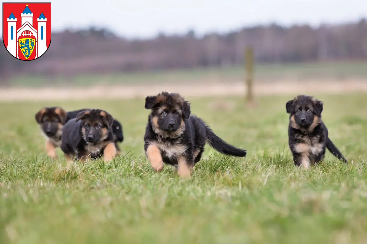 Deutscher Schäferhund Welpen und Züchter Lüneburg Hier findest Du Deutschen Schäferhunden Züchter in Lüneburg.