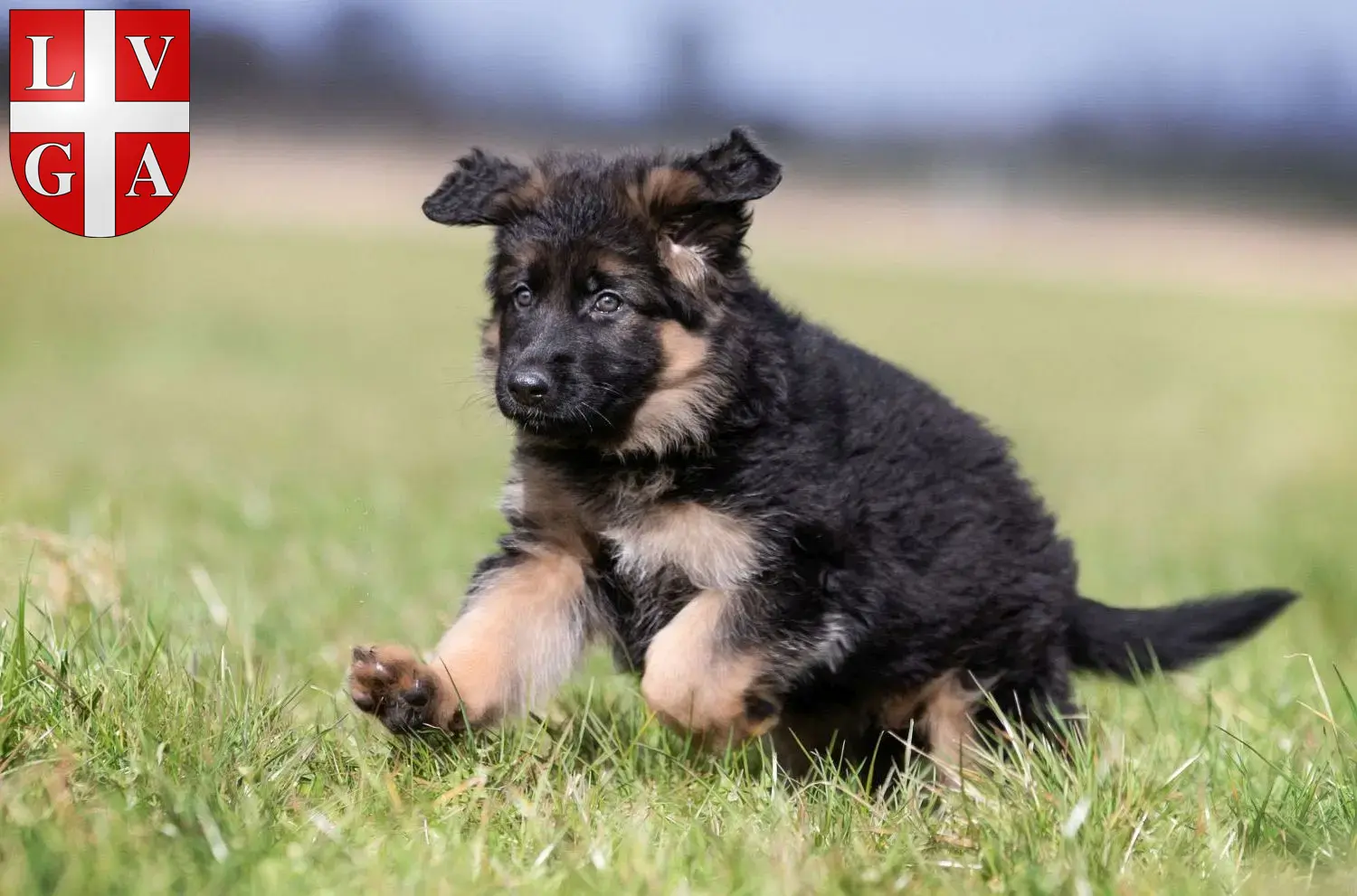 Deutscher Schäferhund Welpen und Züchter Lugano Hier findest Du Deutschen Schäferhunden Züchter in Lugano.