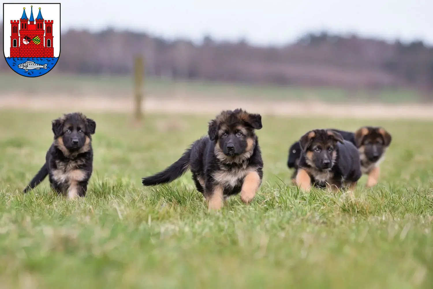 Deutscher Schäferhund Welpen und Züchter Lutherstadt Wittenberg Hier findest Du Deutschen Schäferhunden Züchter in Lutherstadt Wittenberg.