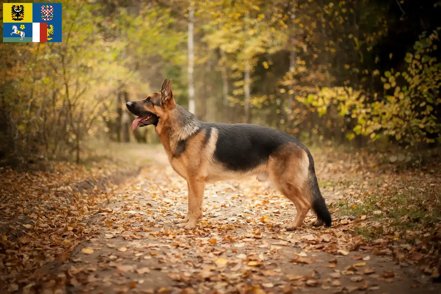 Deutscher Schäferhund Welpen und Züchter Mähren-Schlesien Hier findest Du Deutschen Schäferhunden Züchter in Mähren-Schlesien.