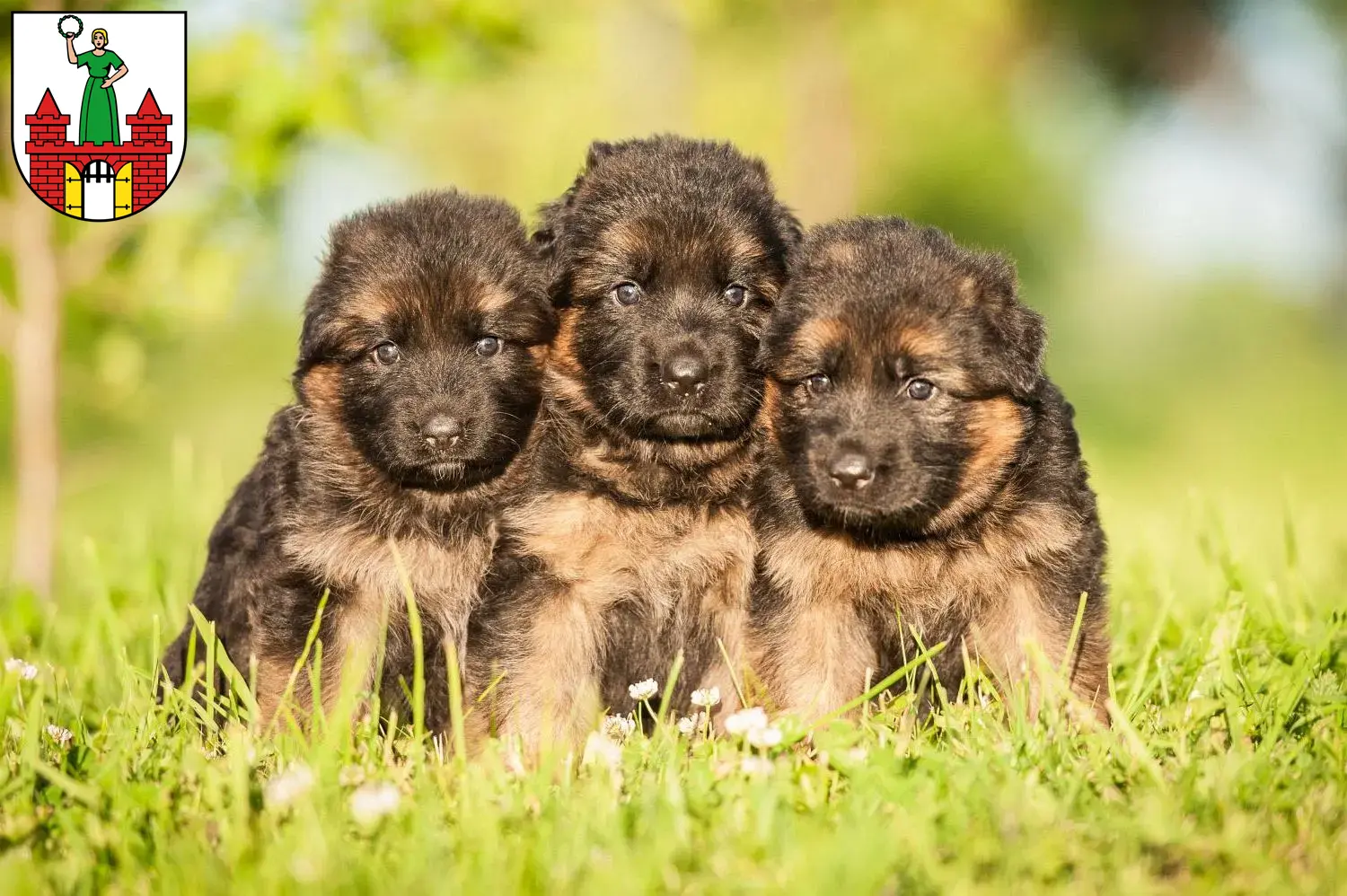 Deutscher Schäferhund Welpen und Züchter Magdeburg Hier findest Du Deutschen Schäferhunden Züchter in Magdeburg.