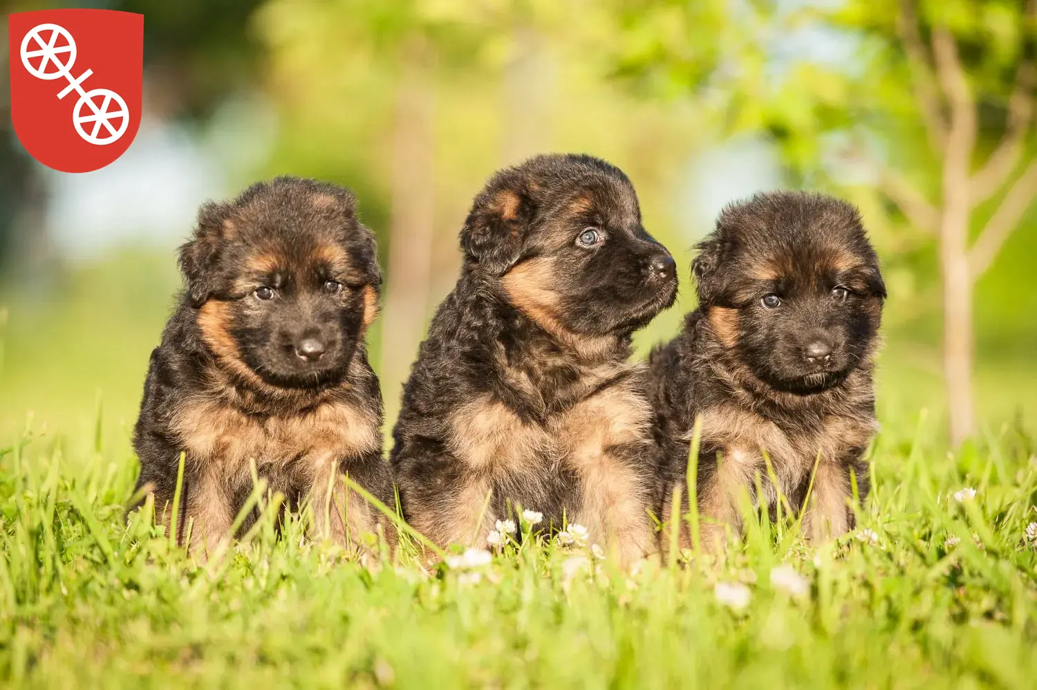 Deutscher Schäferhund Welpen und Züchter Mainz Hier findest Du Deutschen Schäferhunden Züchter in Mainz.