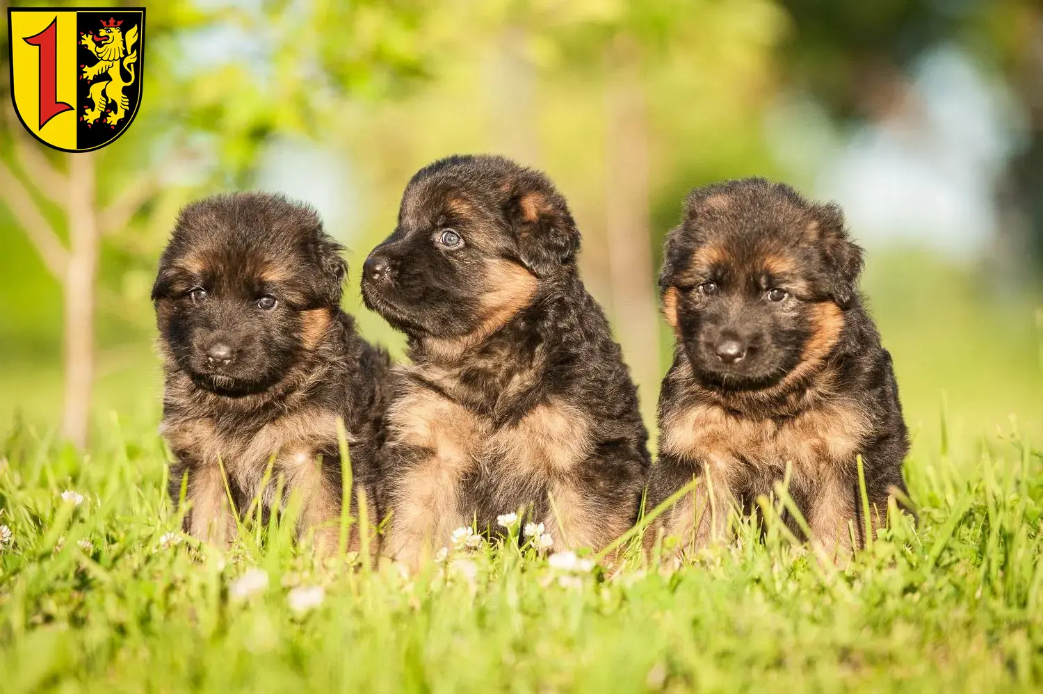 Deutscher Schäferhund Welpen und Züchter Mannheim Hier findest Du Deutschen Schäferhunden Züchter in Mannheim.