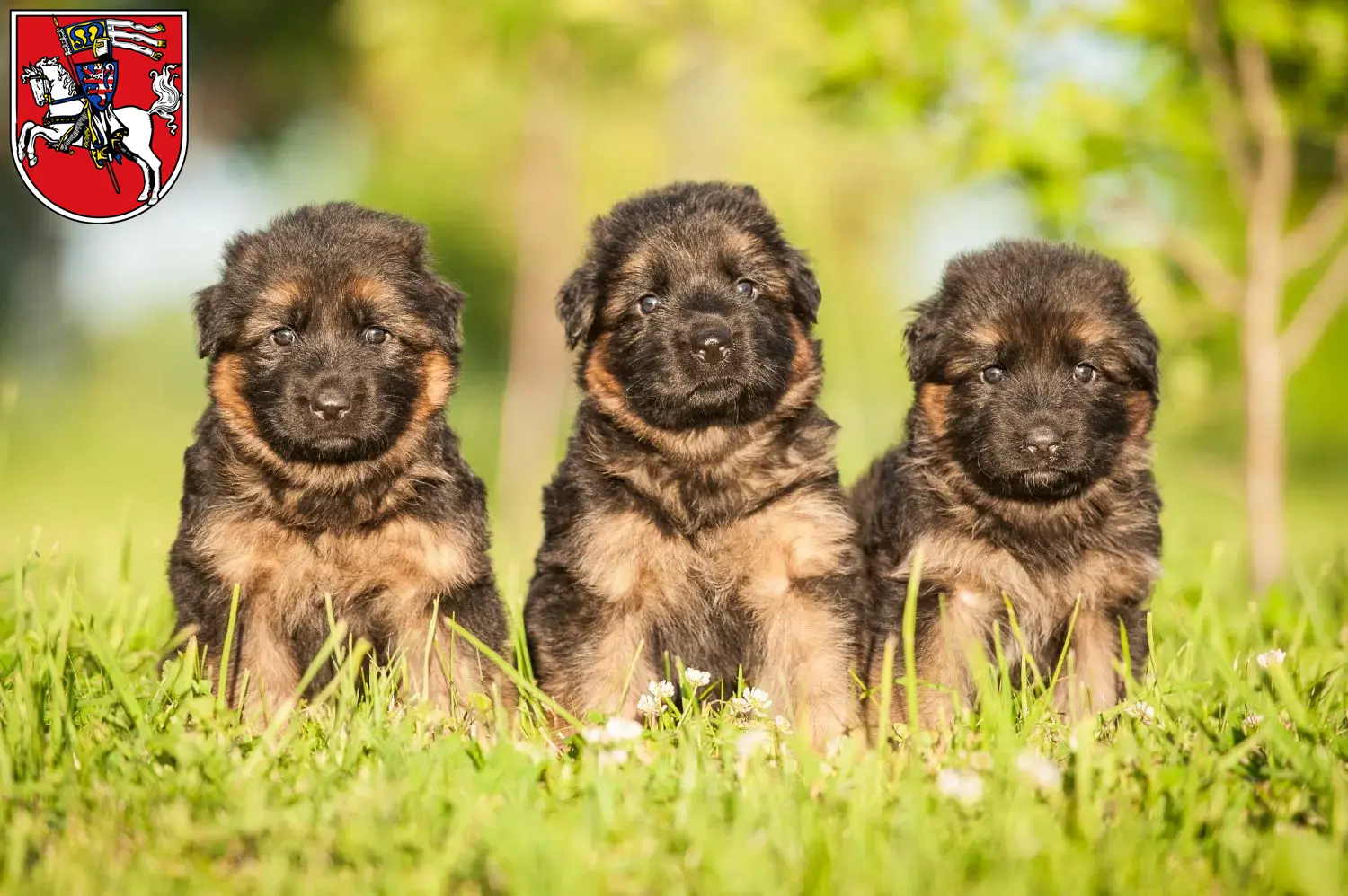 Deutscher Schäferhund Welpen und Züchter Marburg Hier findest Du Deutschen Schäferhunden Züchter in Marburg.