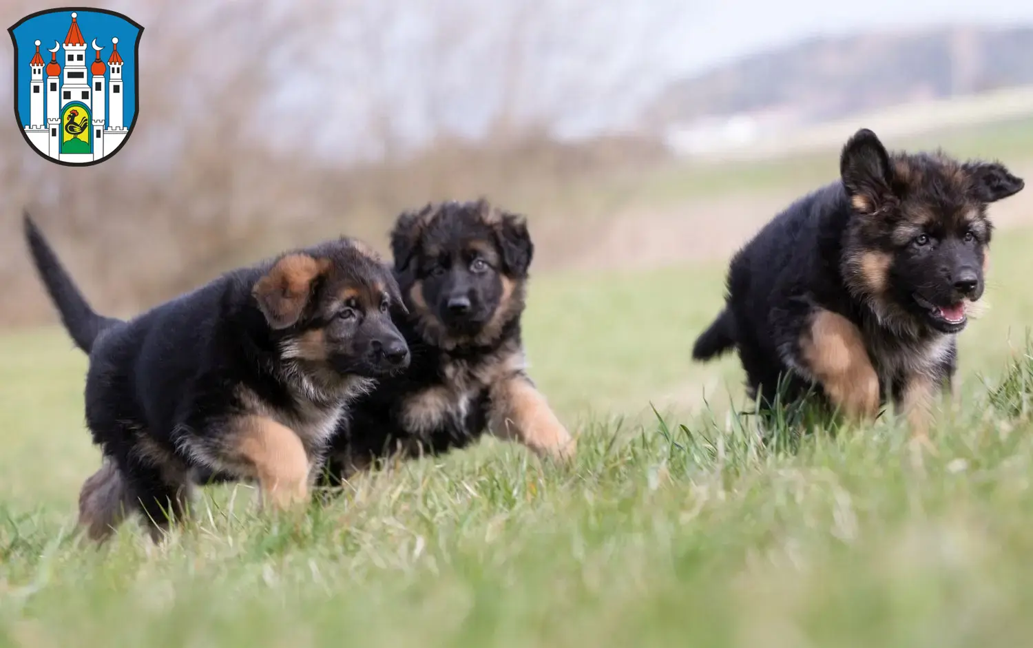 Deutscher Schäferhund Welpen und Züchter Meiningen Hier findest Du Deutschen Schäferhunden Züchter in Meiningen.
