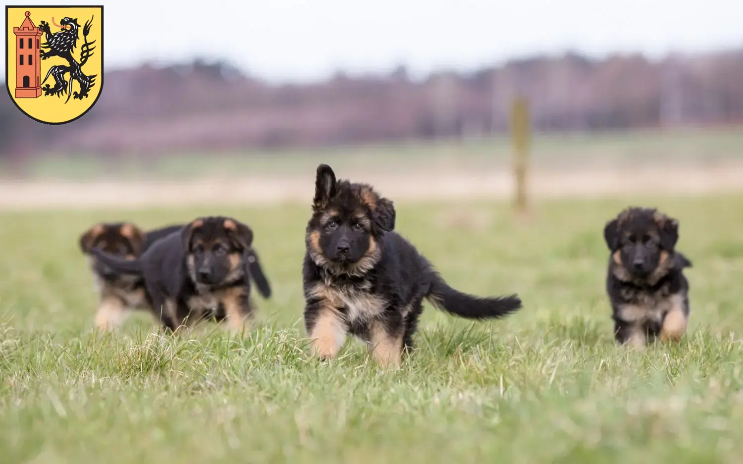 Deutscher Schäferhund Welpen und Züchter Meißen Hier findest Du Deutschen Schäferhunden Züchter in Meißen.