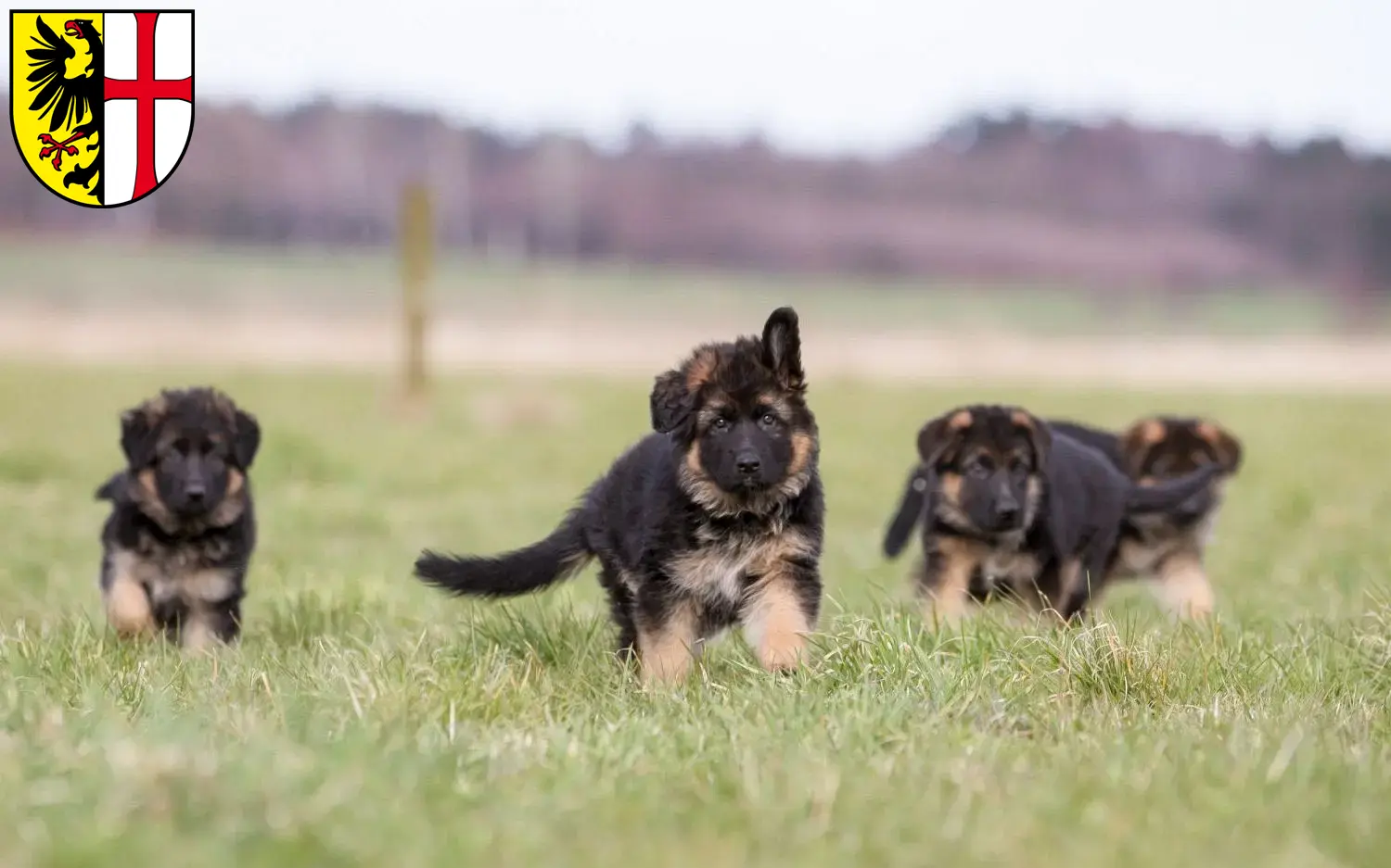 Deutscher Schäferhund Welpen und Züchter Memmingen Hier findest Du Deutschen Schäferhunden Züchter in Memmingen.