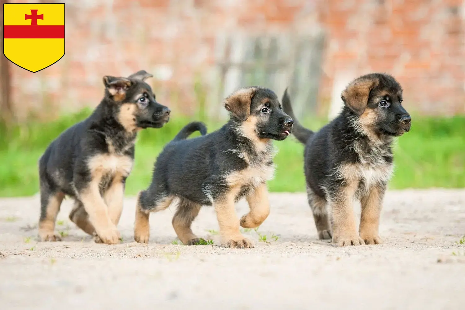 Deutscher Schäferhund Welpen und Züchter Meppen Hier findest Du Deutschen Schäferhunden Züchter in Meppen.