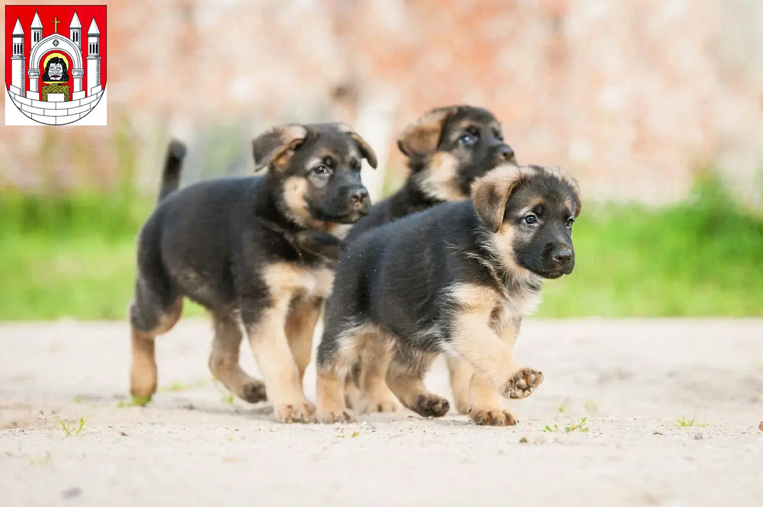 Deutscher Schäferhund Welpen und Züchter Merseburg Hier findest Du Deutschen Schäferhunden Züchter in Merseburg.