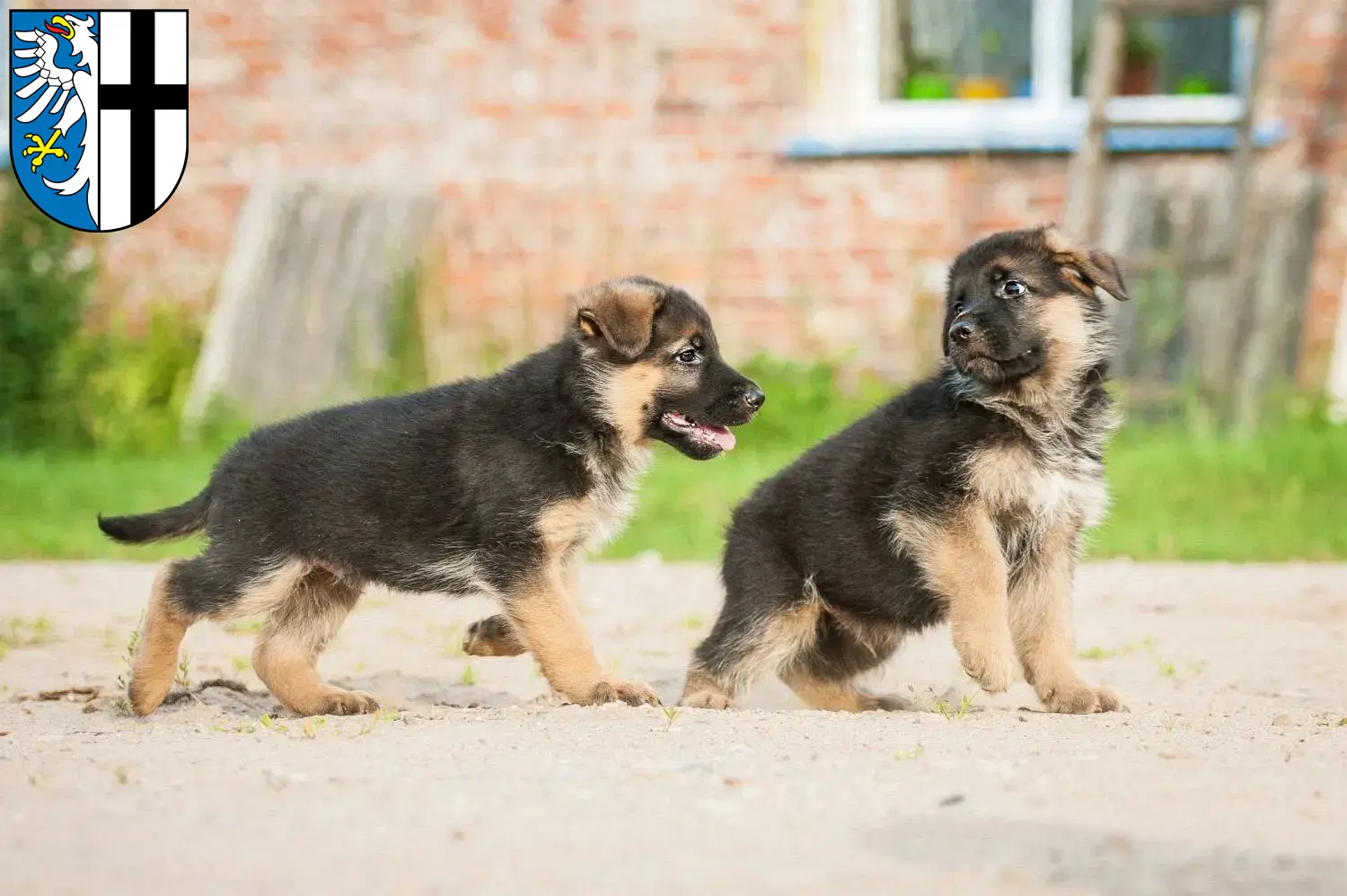 Deutscher Schäferhund Welpen und Züchter Meschede Hier findest Du Deutschen Schäferhunden Züchter in Meschede.