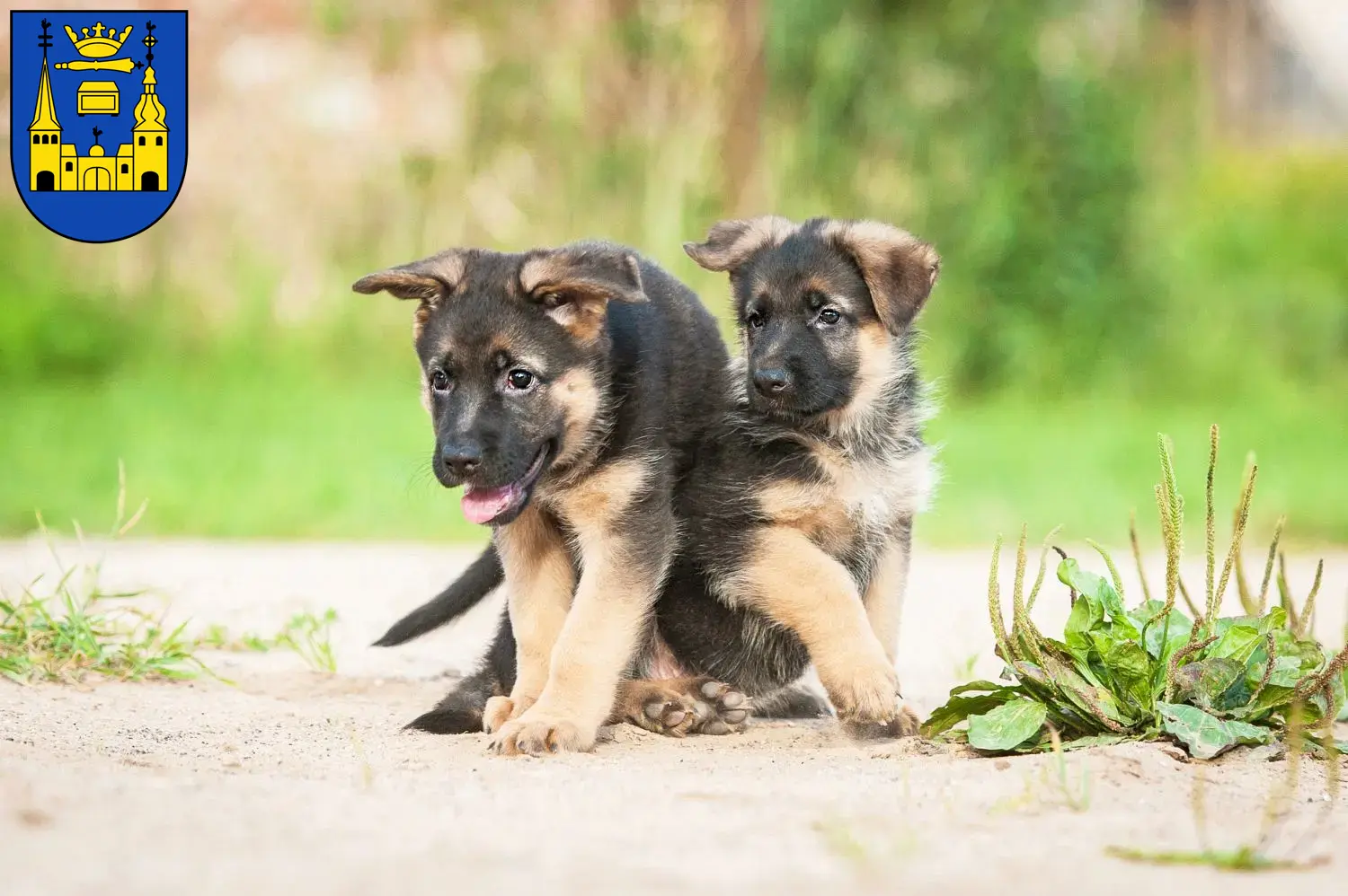 Deutscher Schäferhund Welpen und Züchter Mettmann Hier findest Du Deutschen Schäferhunden Züchter in Mettmann.