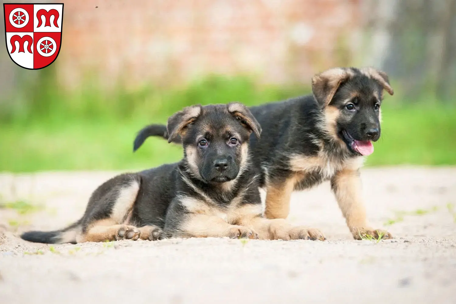 Deutscher Schäferhund Welpen und Züchter Miltenberg Hier findest Du Deutschen Schäferhunden Züchter in Miltenberg.