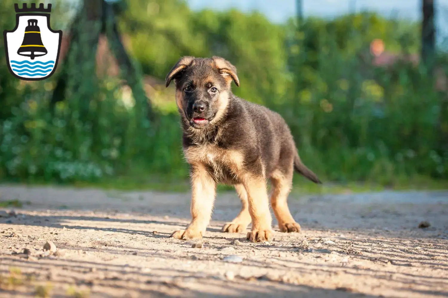 Deutscher Schäferhund Welpen und Züchter Mindelheim Hier findest Du Deutschen Schäferhunden Züchter in Mindelheim.