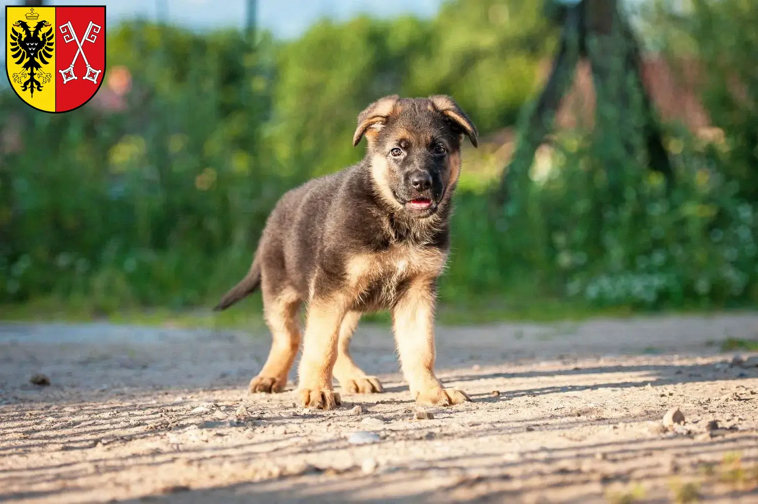Deutscher Schäferhund Welpen und Züchter Minden Hier findest Du Deutschen Schäferhunden Züchter in Minden.