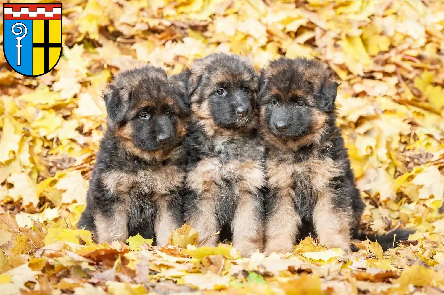 Deutscher Schäferhund Welpen und Züchter Mönchengladbach Hier findest Du Deutschen Schäferhunden Züchter in Mönchengladbach.