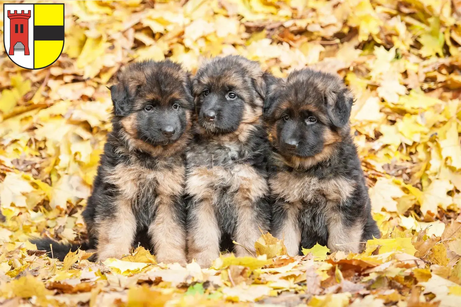 Deutscher Schäferhund Welpen und Züchter Moers Hier findest Du Deutschen Schäferhunden Züchter in Moers.