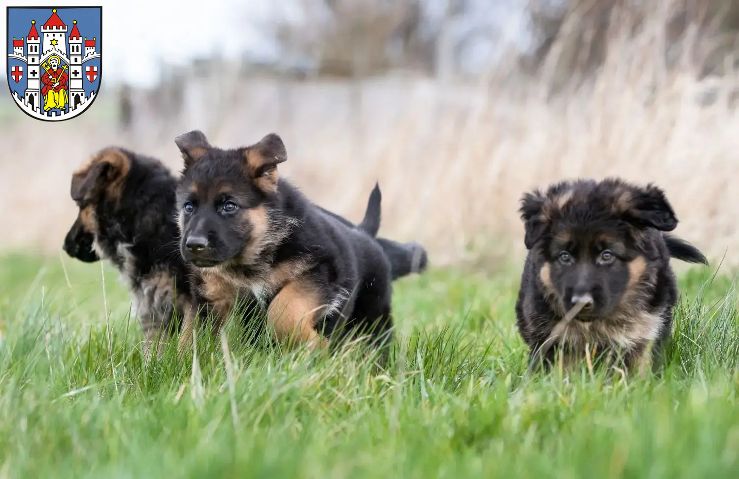 Deutscher Schäferhund Welpen und Züchter Montabaur Hier findest Du Deutschen Schäferhunden Züchter in Montabaur.