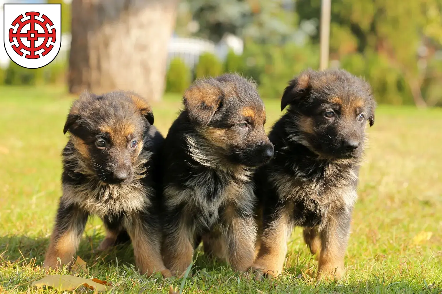 Deutscher Schäferhund Welpen und Züchter Mühldorf am Inn Hier findest Du Deutschen Schäferhunden Züchter in Mühldorf am Inn.
