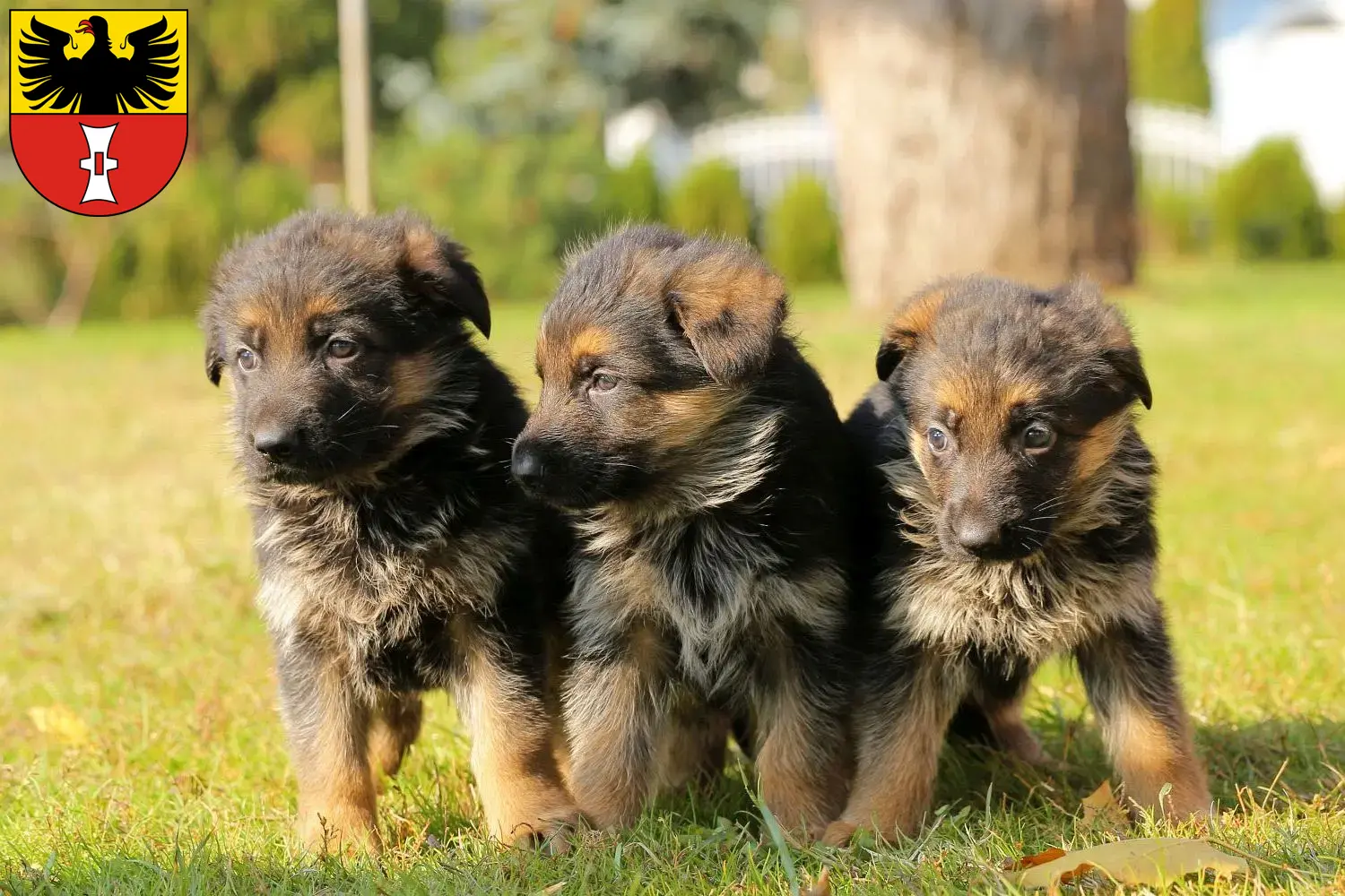 Deutscher Schäferhund Welpen und Züchter Mühlhausen/Thüringen Hier findest Du Deutschen Schäferhunden Züchter in Mühlhausen/Thüringen.