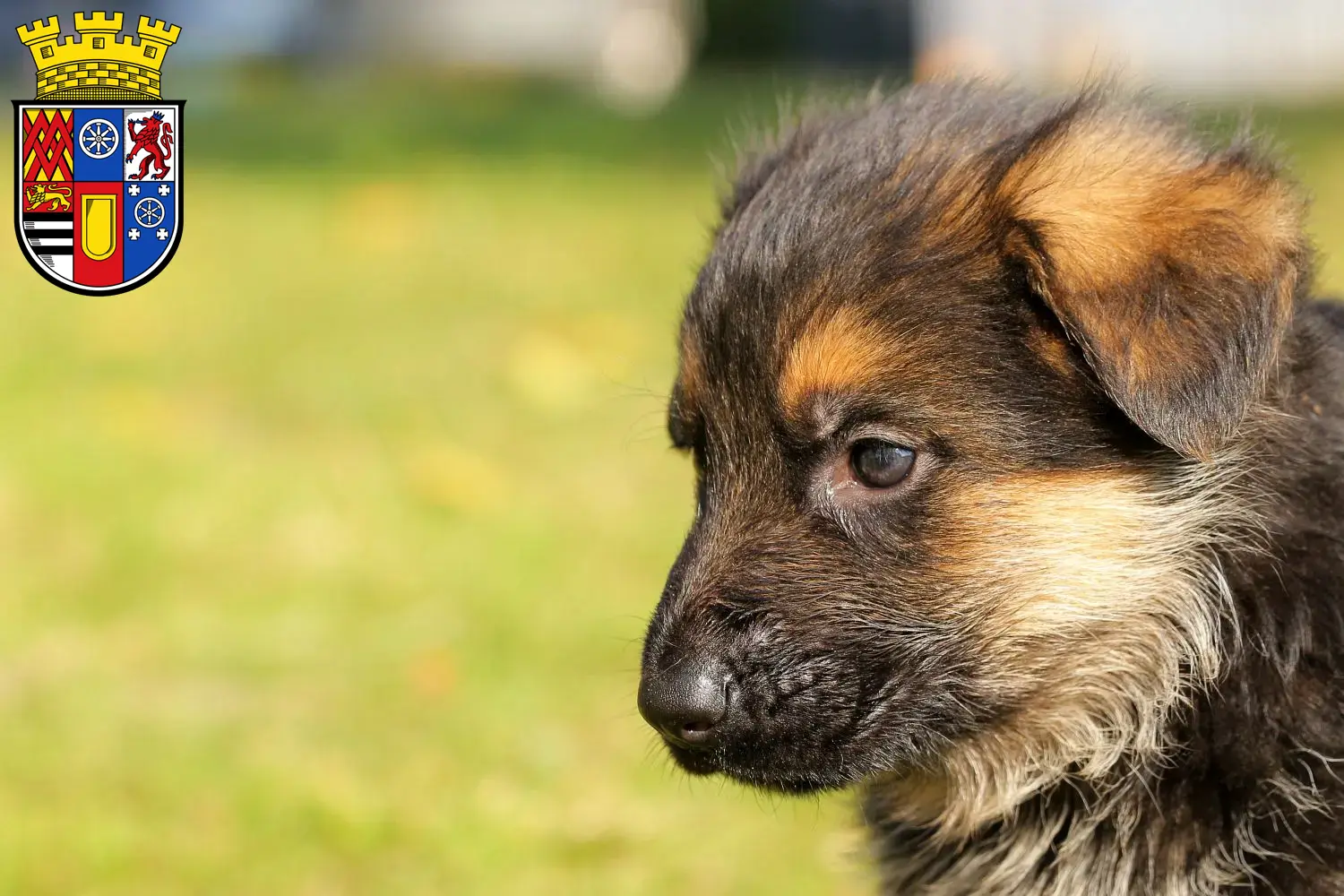 Deutscher Schäferhund Welpen und Züchter Mülheim an der Ruhr Hier findest Du Deutschen Schäferhunden Züchter in Mülheim an der Ruhr.