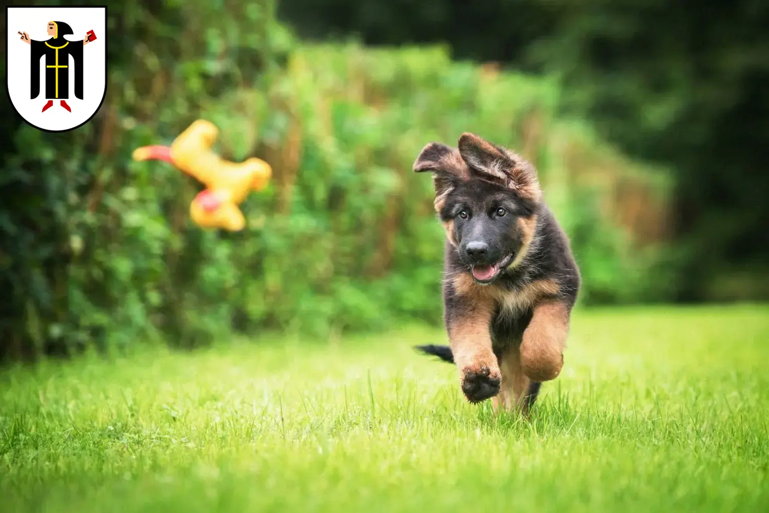 Deutscher Schäferhund Welpen und Züchter München Hier findest Du Deutschen Schäferhunden Züchter in München.
