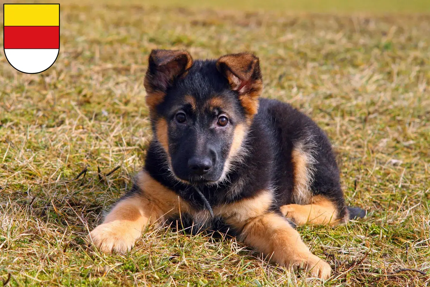 Deutscher Schäferhund Welpen und Züchter Münster Hier findest Du Deutschen Schäferhunden Züchter in Münster.