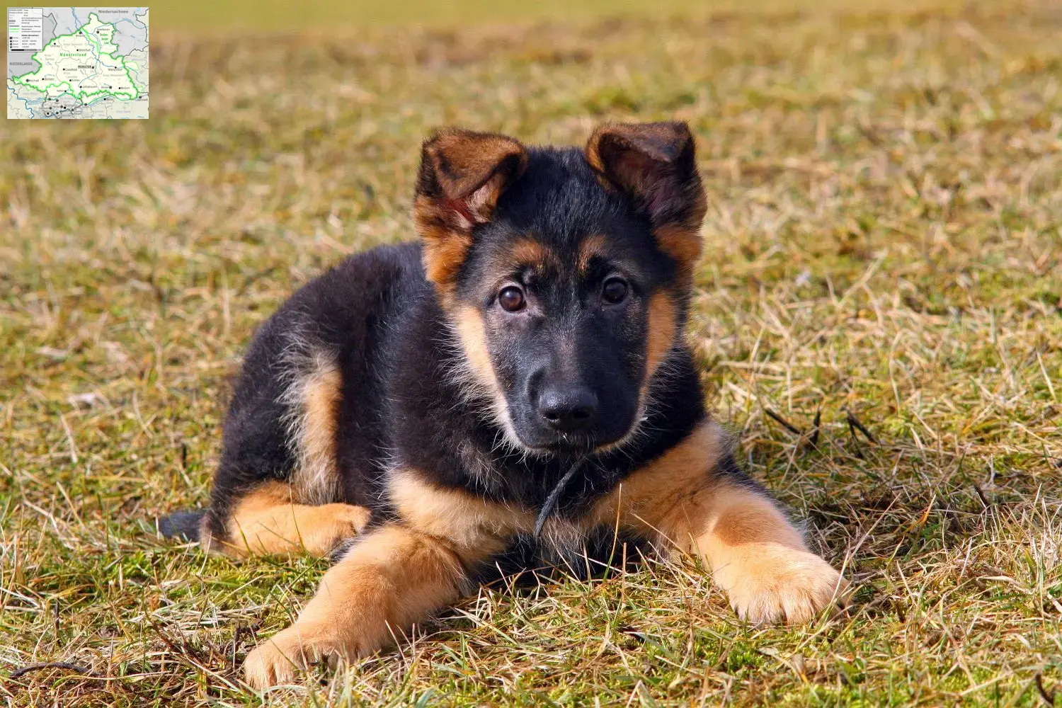 Deutscher Schäferhund Welpen und Züchter Münsterland Hier findest Du Deutschen Schäferhunden Züchter aus dem Münsterland.
