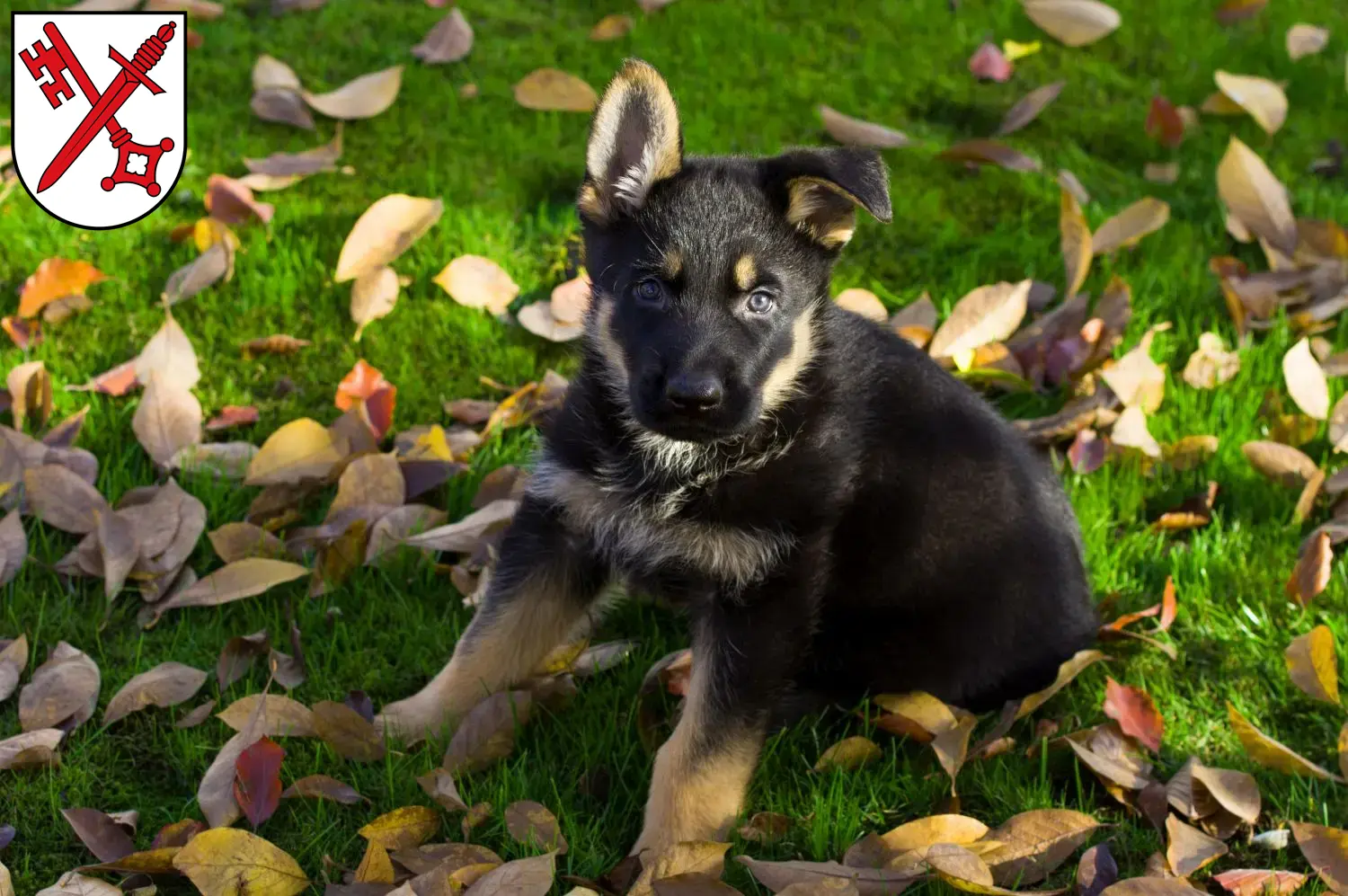 Deutscher Schäferhund Welpen und Züchter Naumburg (Saale) Hier findest Du Deutschen Schäferhunden Züchter in Naumburg (Saale).