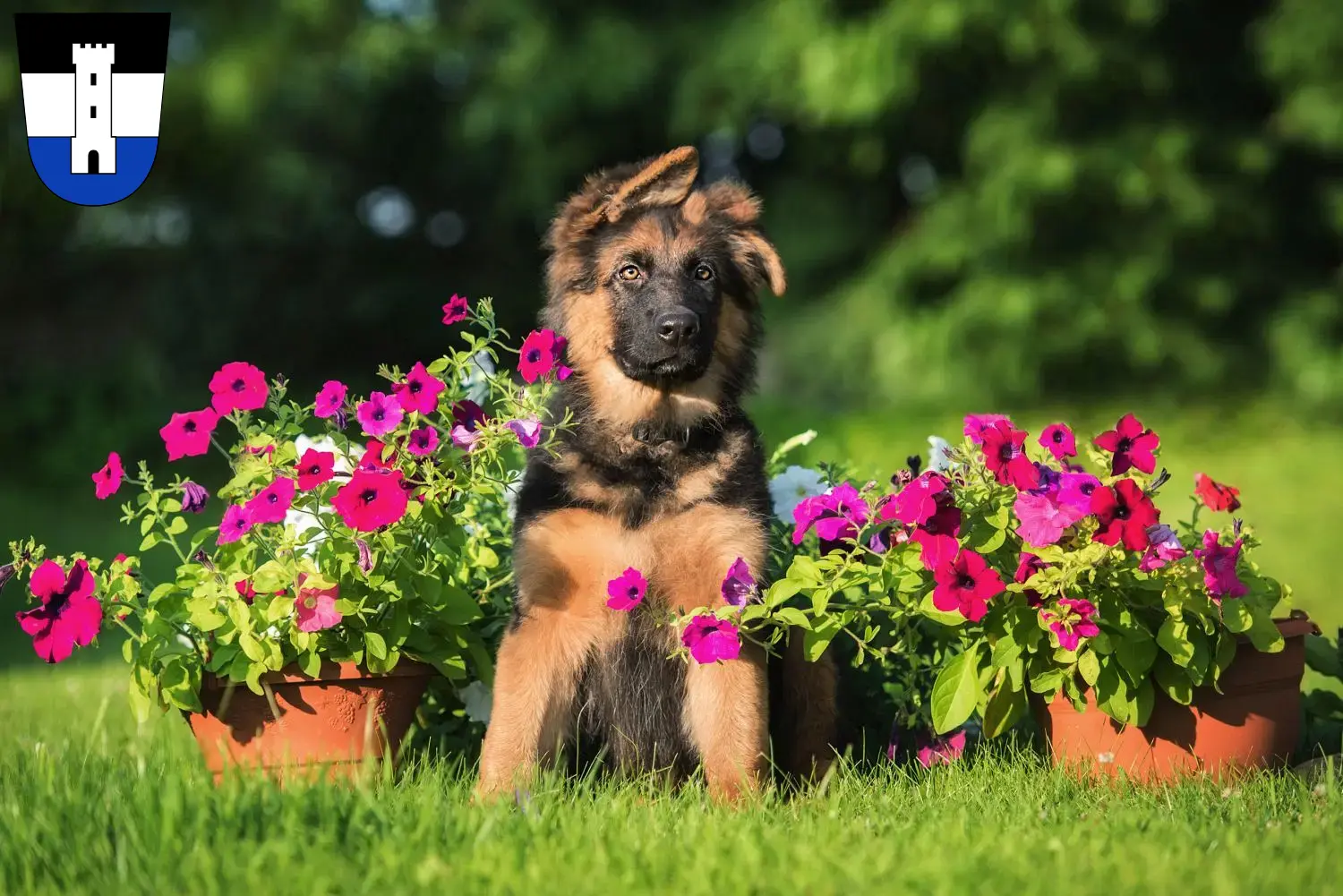 Deutscher Schäferhund Welpen und Züchter Neu-Ulm Hier findest Du Deutschen Schäferhunden Züchter in Neu-Ulm.