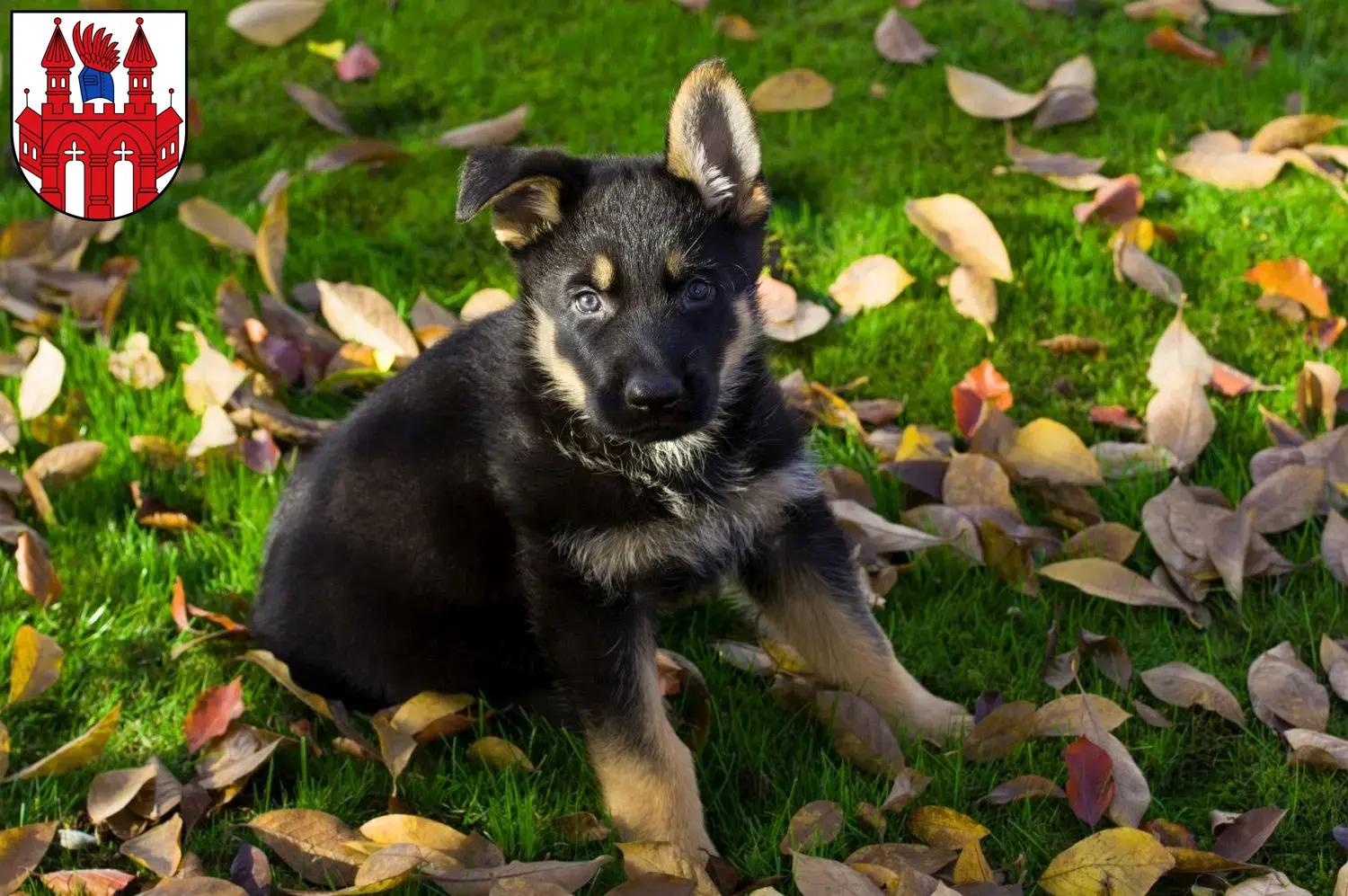Deutscher Schäferhund Welpen und Züchter Neubrandenburg Hier findest Du Deutschen Schäferhunden Züchter in Neubrandenburg.