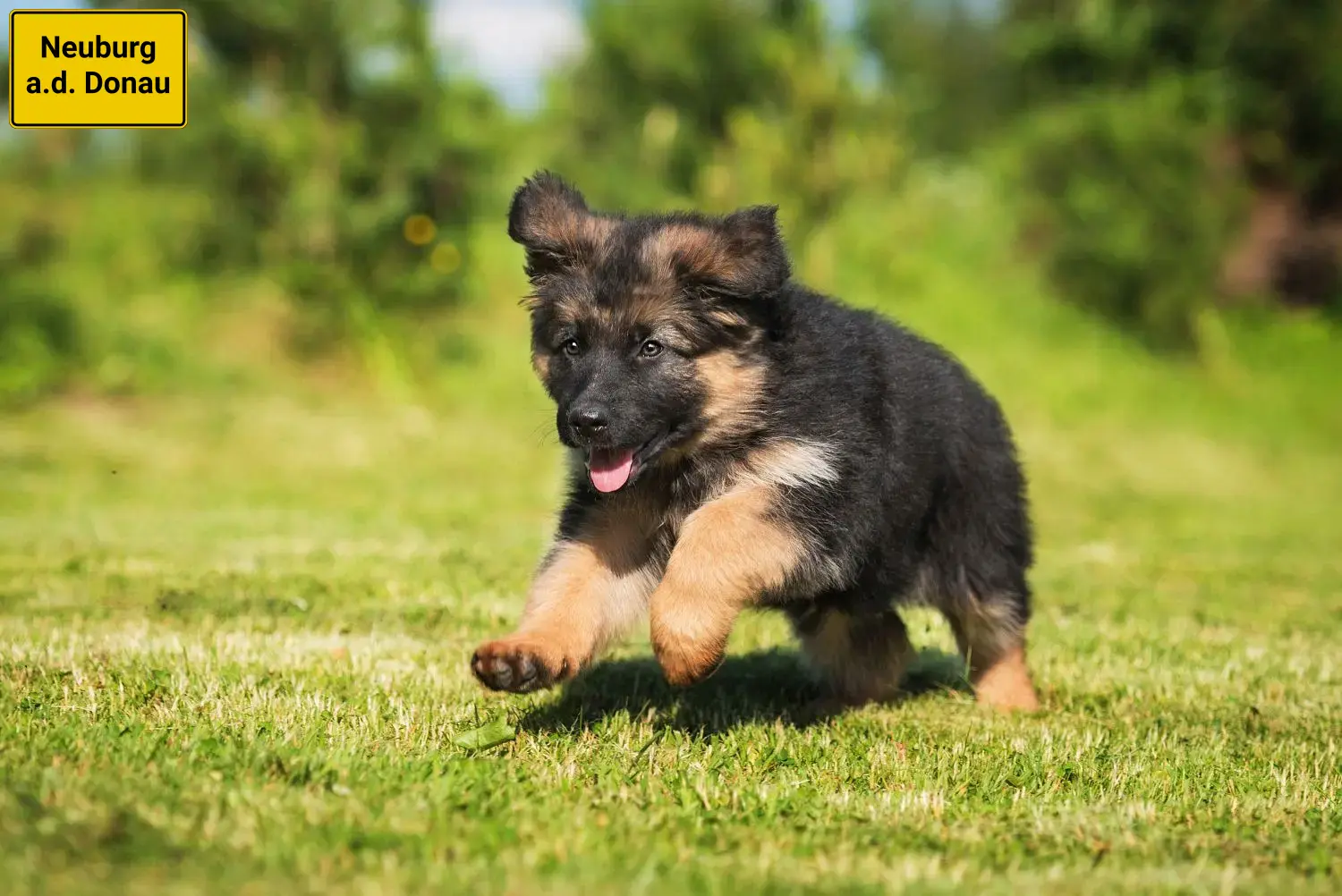 Deutscher Schäferhund Welpen und Züchter Neuburg an der Donau Hier findest Du Deutschen Schäferhunden Züchter in Neuburg an der Donau.