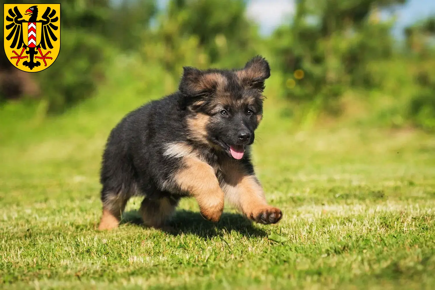 Deutscher Schäferhund Welpen und Züchter Neuenburg Hier findest Du Deutschen Schäferhunden Züchter in Neuenburg.