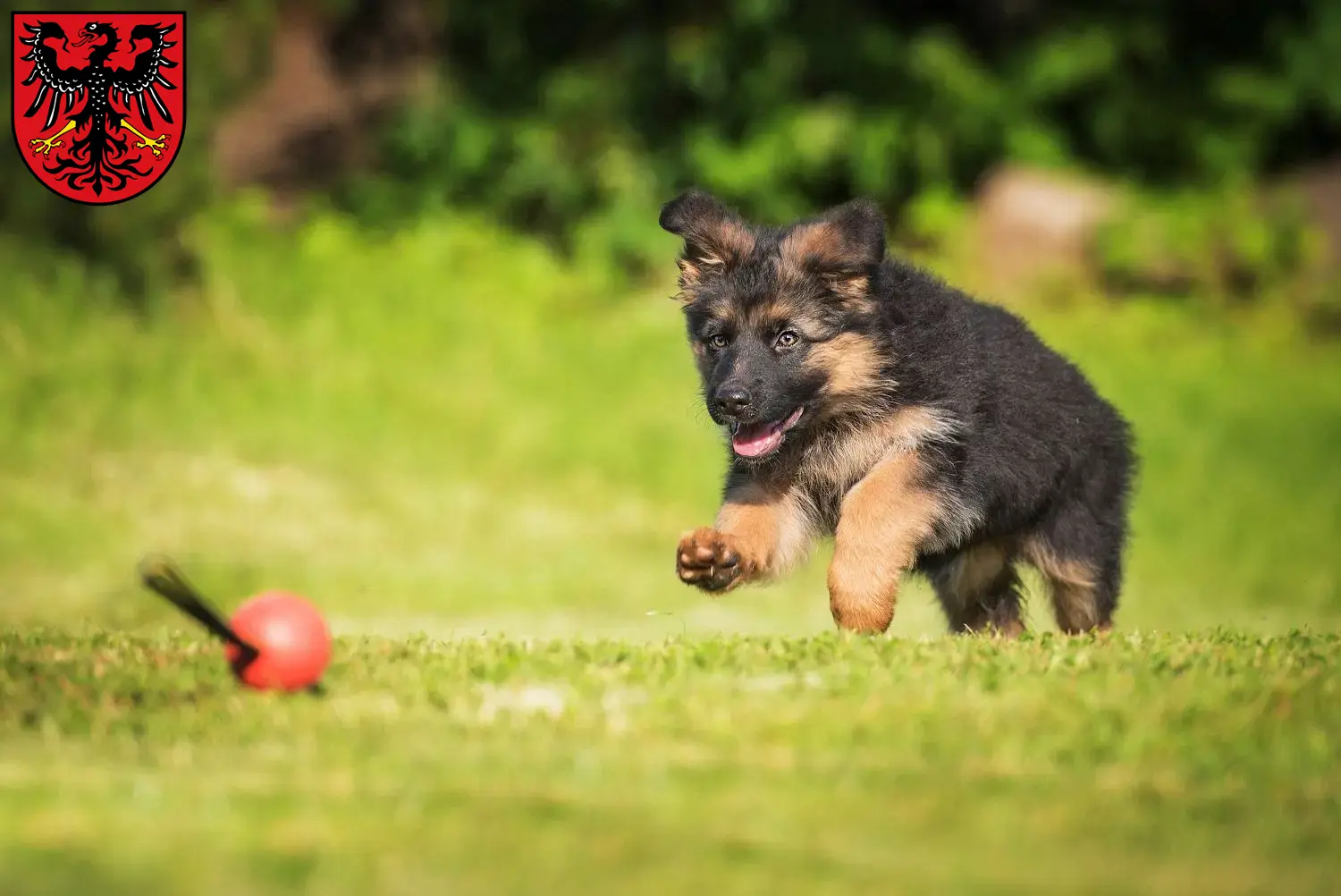 Deutscher Schäferhund Welpen und Züchter Neumarkt in der Oberpfalz Hier findest Du Deutschen Schäferhunden Züchter in Neumarkt in der Oberpfalz.