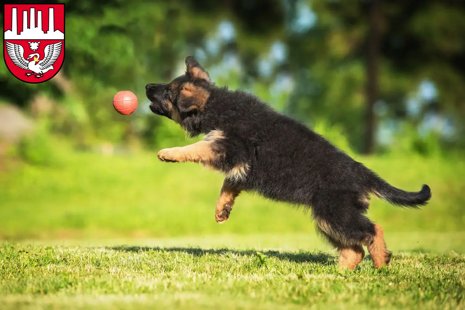 Deutscher Schäferhund Welpen und Züchter Neumünster Hier findest Du Deutschen Schäferhunden Züchter in Neumünster.