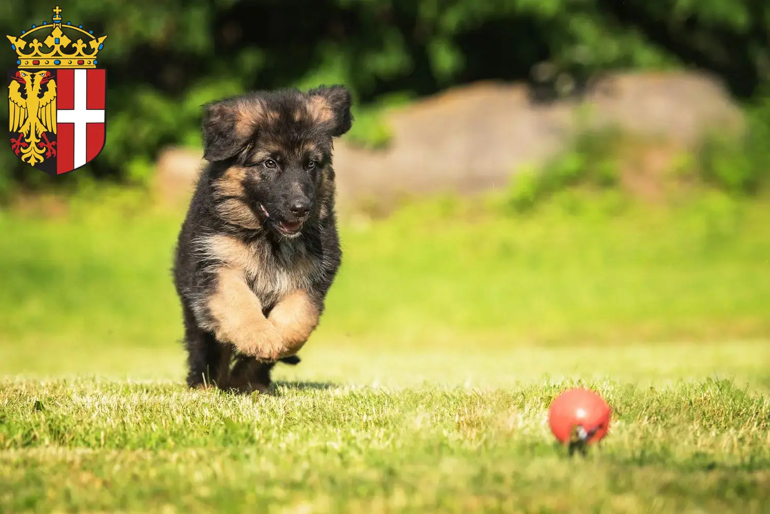 Deutscher Schäferhund Welpen und Züchter Neuss Hier findest Du Deutschen Schäferhunden Züchter in Neuss.