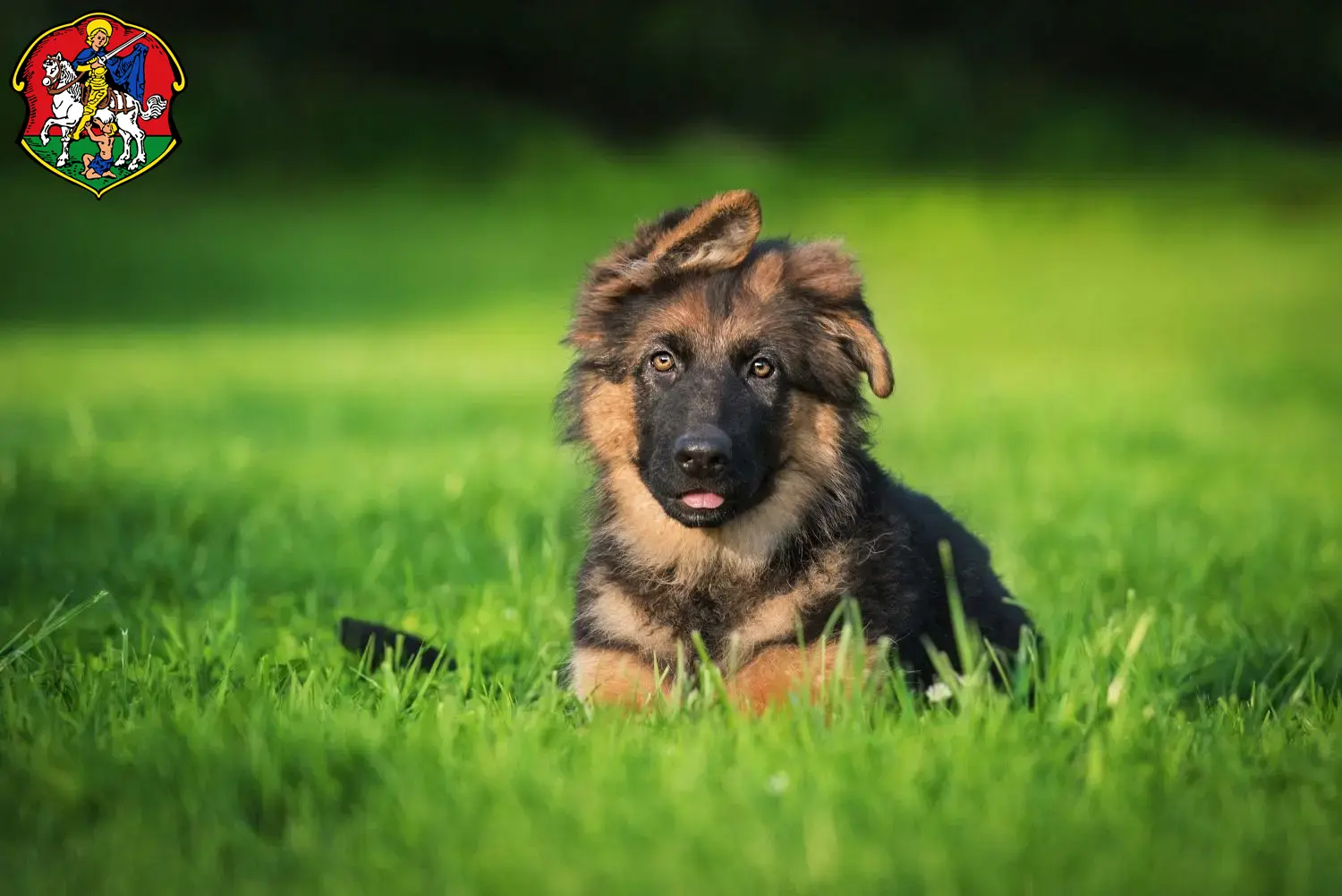 Deutscher Schäferhund Welpen und Züchter Neustadt an der Waldnaab Hier findest Du Deutschen Schäferhunden Züchter in Neustadt an der Waldnaab.