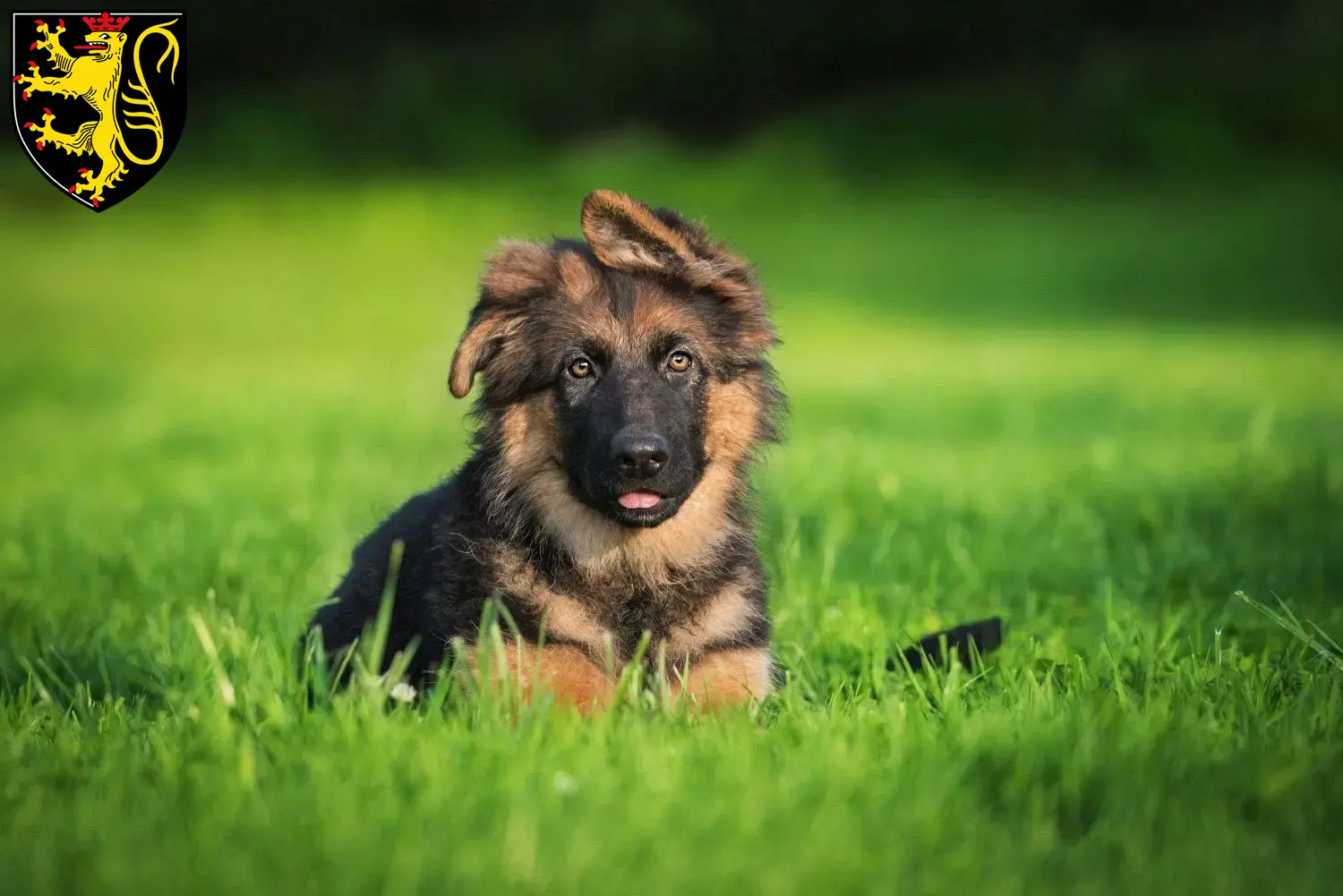 Deutscher Schäferhund Welpen und Züchter Neustadt an der Weinstraße Hier findest Du Deutschen Schäferhunden Züchter in Neustadt an der Weinstraße.