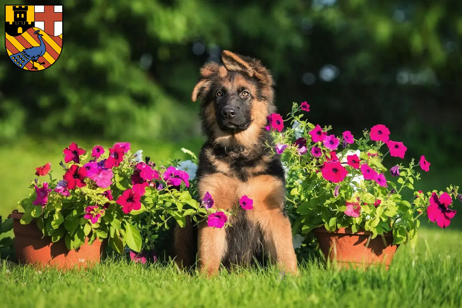 Deutscher Schäferhund Welpen und Züchter Neuwied Hier findest Du Deutschen Schäferhunden Züchter in Neuwied.