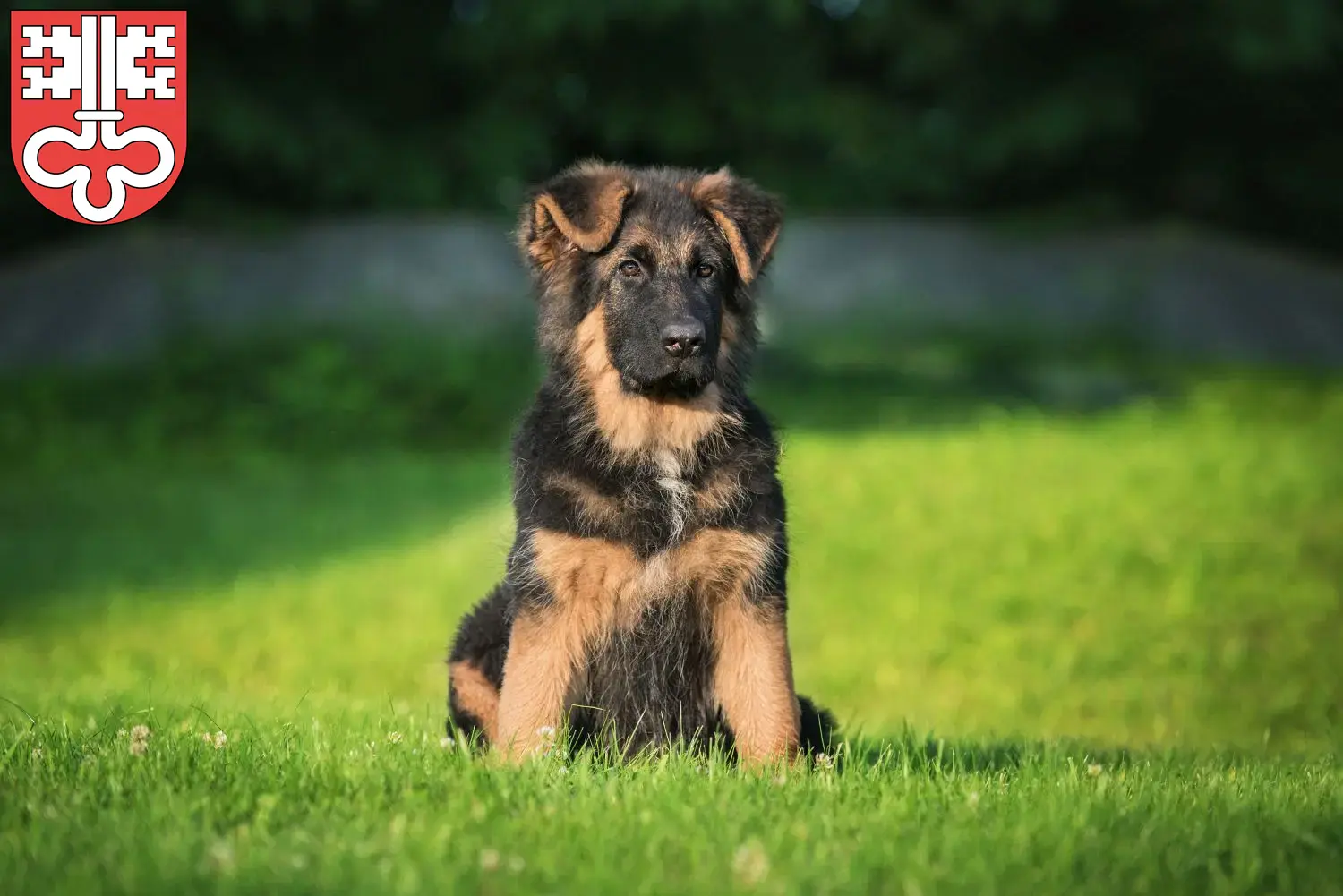 Deutscher Schäferhund Welpen und Züchter Nidwalden Hier findest Du Deutschen Schäferhunden Züchter in Nidwalden.