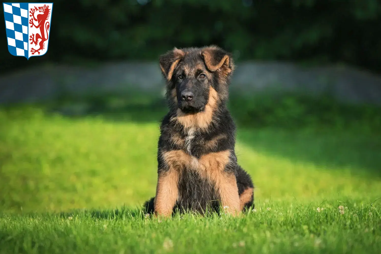 Deutscher Schäferhund Welpen und Züchter Niederbayern Hier findest Du Deutschen Schäferhunden Züchter in Niederbayern.