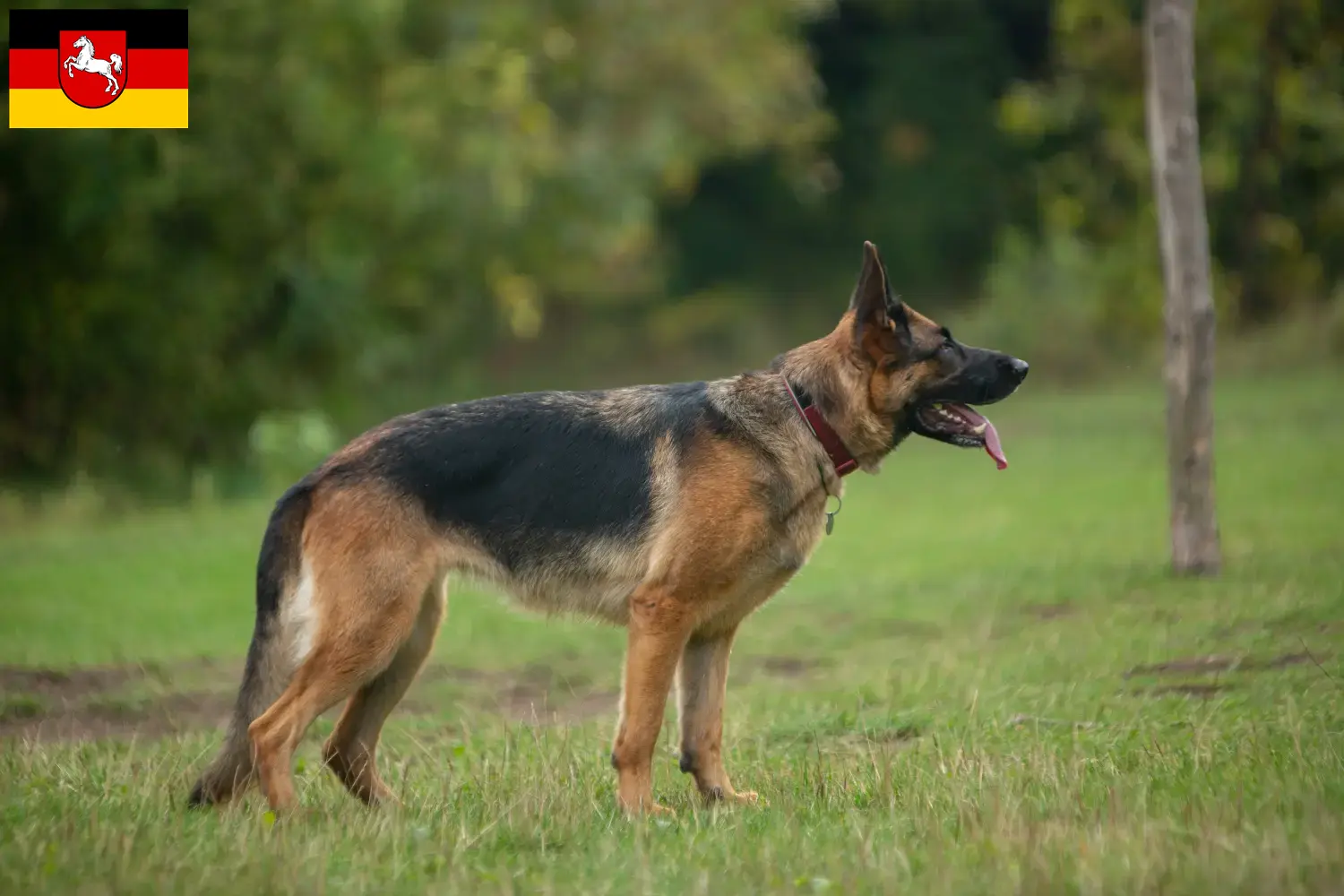 Deutscher Schäferhund Welpen und Züchter Niedersachsen Hier findest Du Deutschen Schäferhunden Züchter in Niedersachsen.